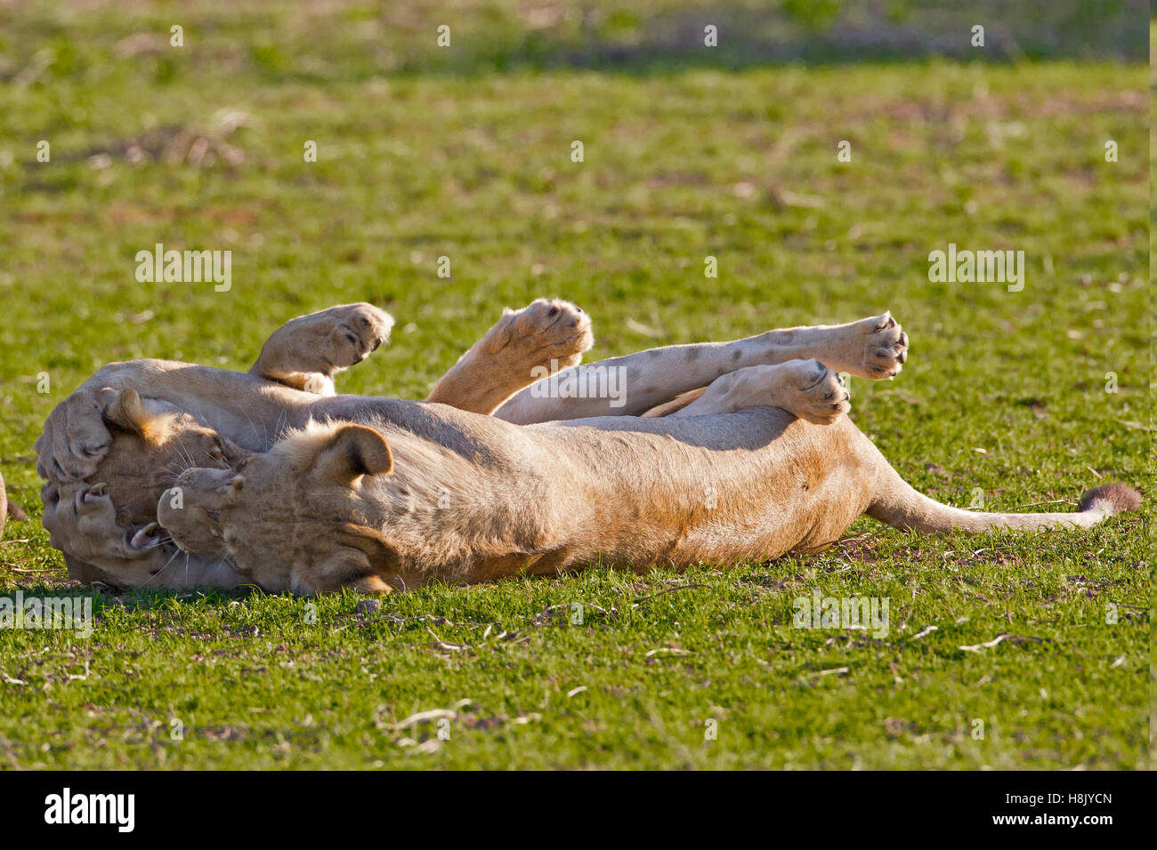 Two sub adult lions PANTHERA LEO romping Stock Photo