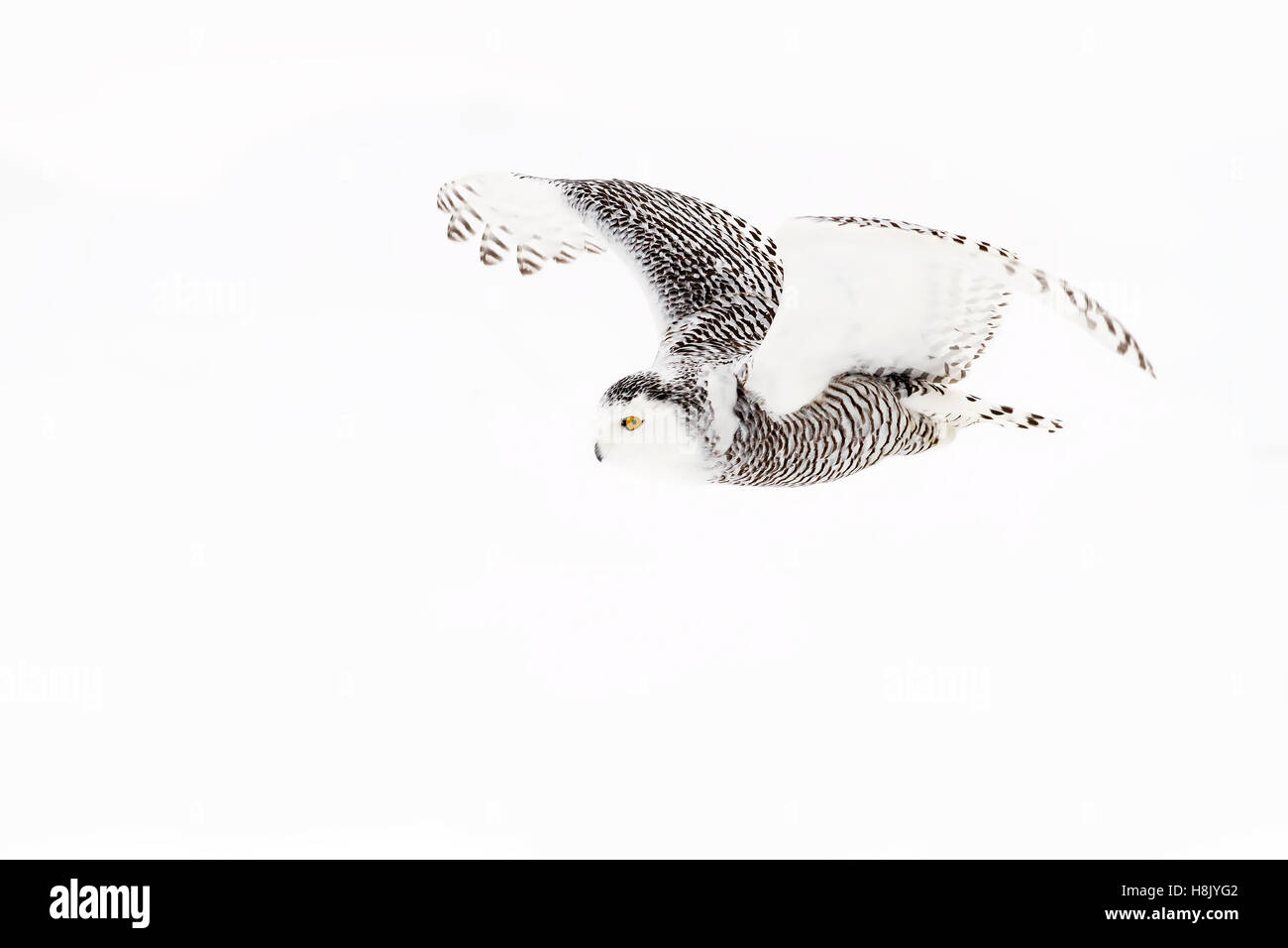 Snowy owl (Bubo scandiacus) hunting over a snow covered field in Canada Stock Photo