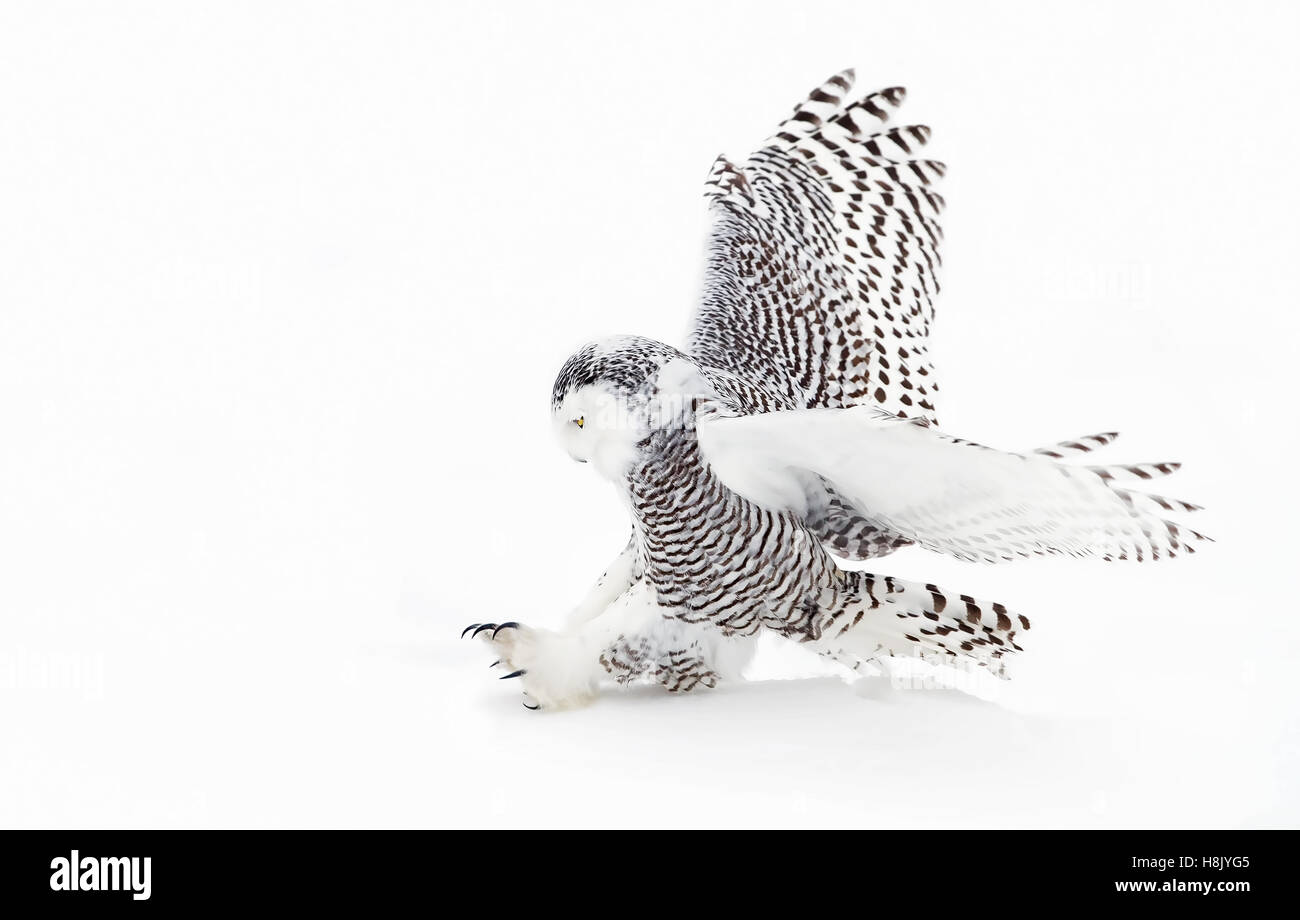 Snowy owl (Bubo scandiacus) hunting over a snow covered field in Canada Stock Photo