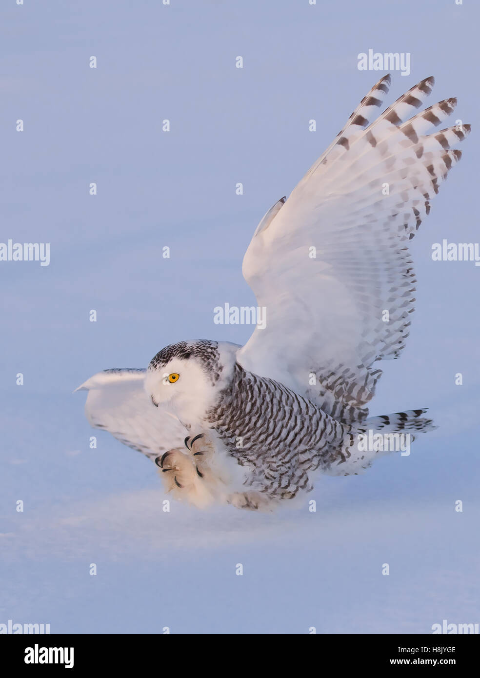 Snowy owl (Bubo scandiacus) hunting over a snow covered field in Canada ...