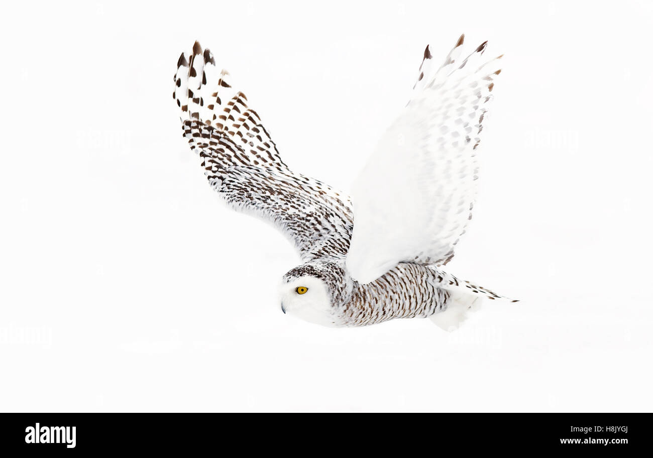 Snowy owl (Bubo scandiacus) flies over a snowy field Stock Photo