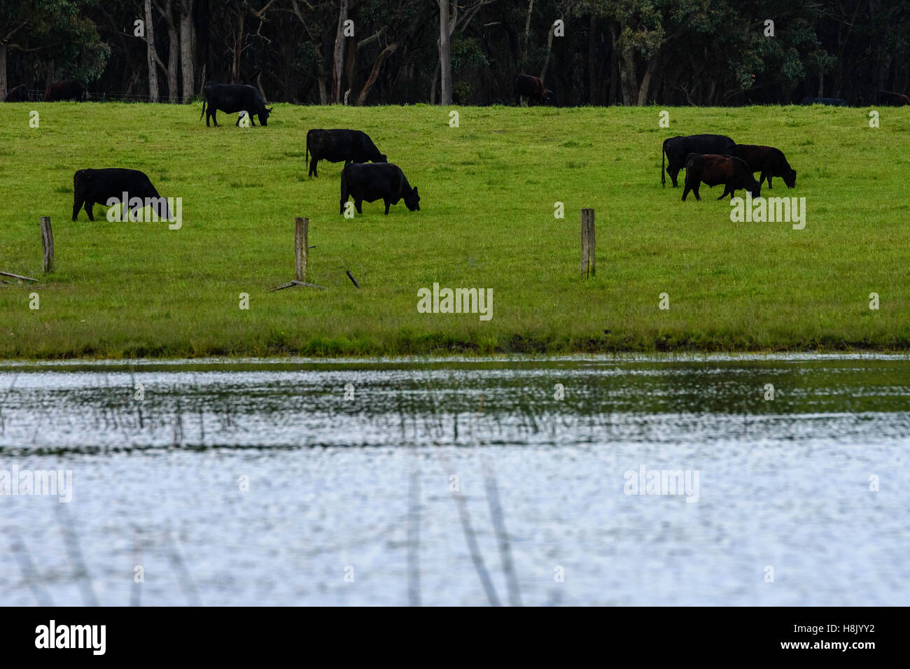 Black angus cattle cows grazing hi-res stock photography and images - Alamy