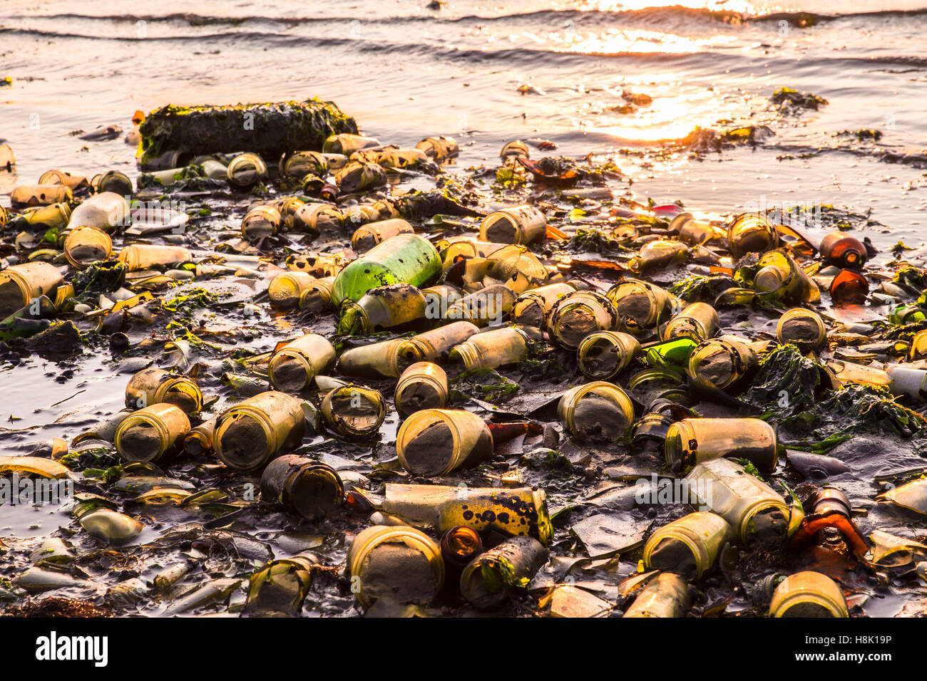 Glass bottles covering beach in Brooklyn New York City Dead Horse Bay landfill Stock Photo Alamy
