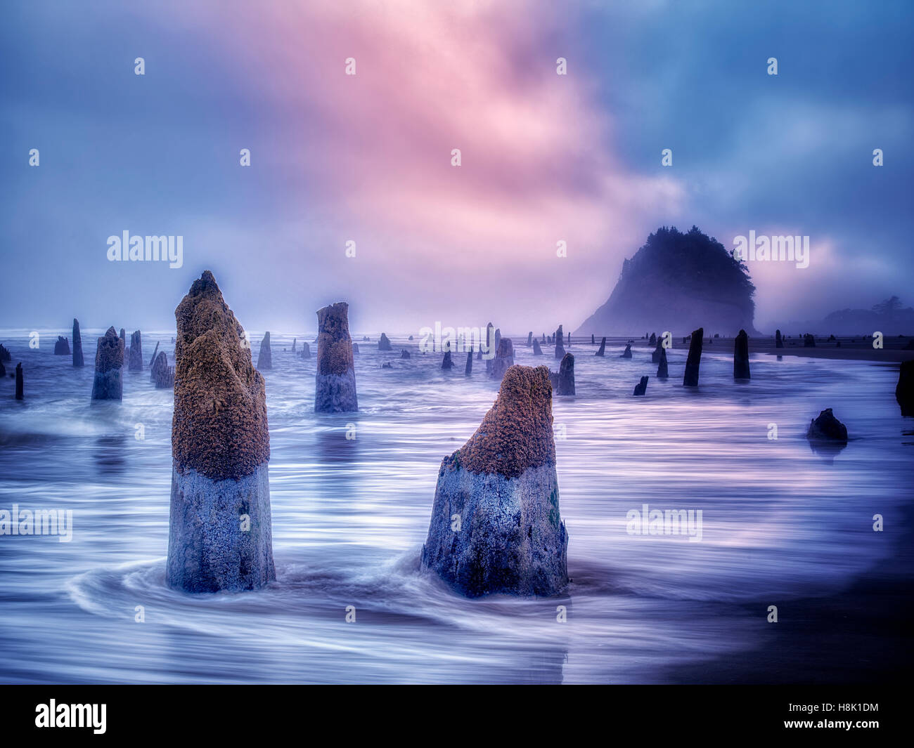 The Ghost Forest at an extreme minus tide with sunrise and fog. Neskowin, Oregon Stock Photo