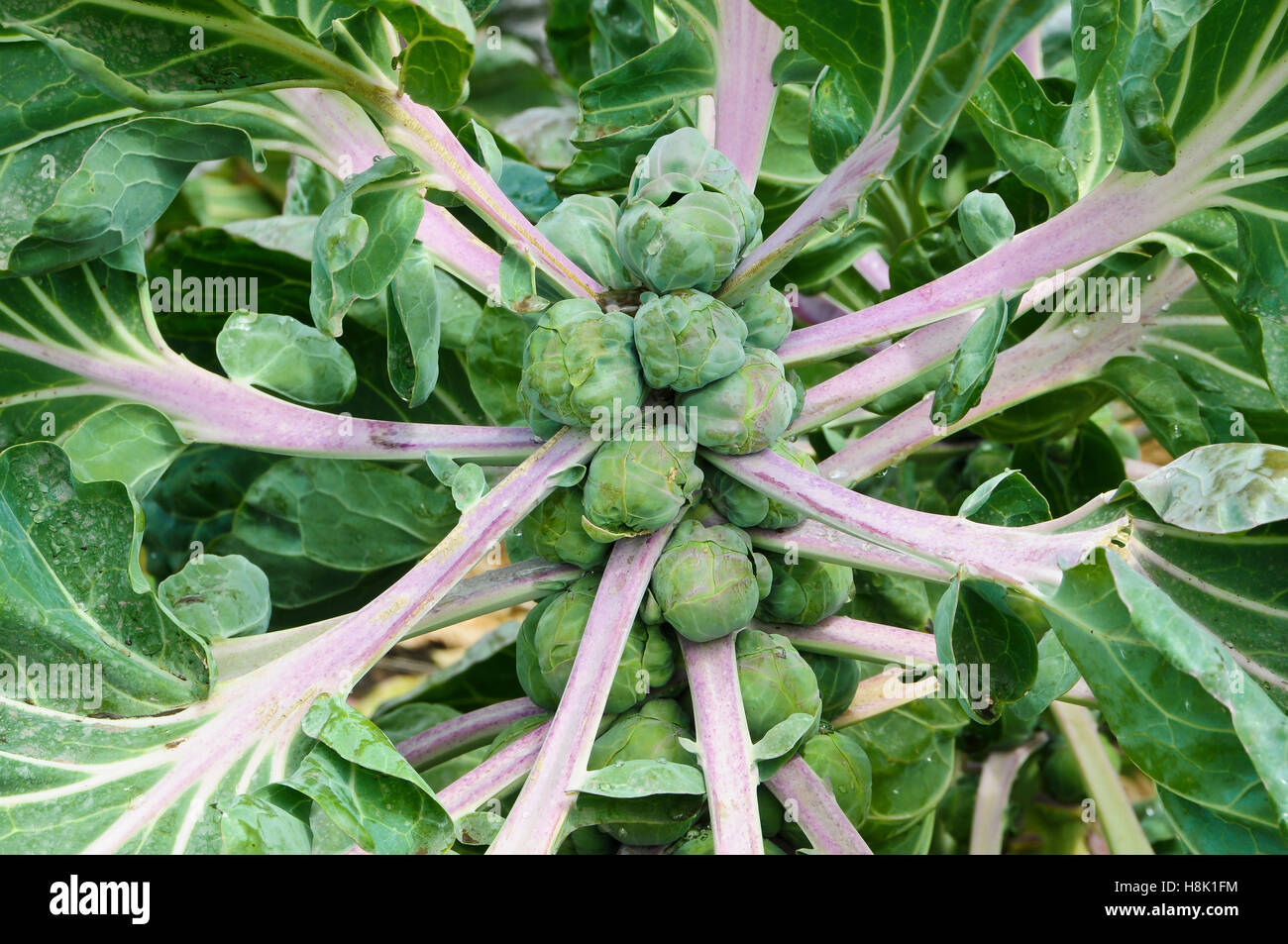 Brussels sprouts hires stock photography and images Alamy