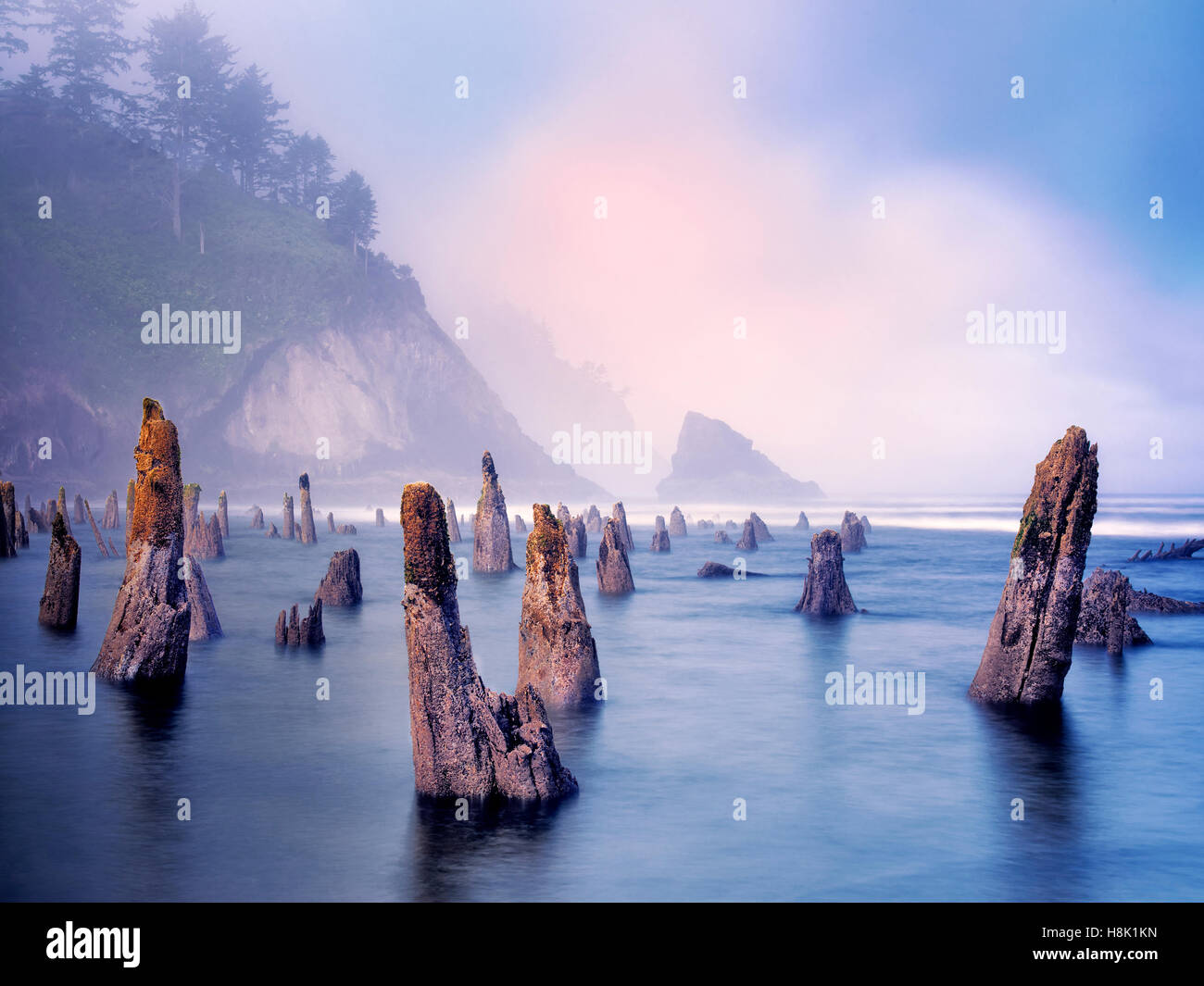 The Ghost Forest at an extreme minus tide with sunrise and fog. Neskowin, Oregon Stock Photo