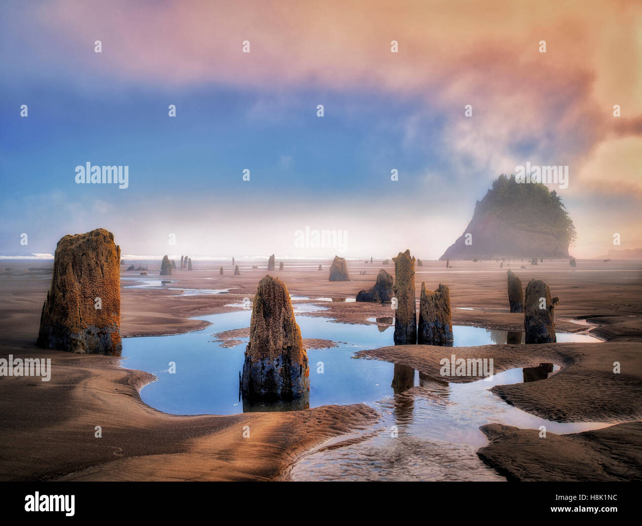 The Ghost Forest at an extreme minus tide with sunrise and fog. Neskowin, Oregon Stock Photo