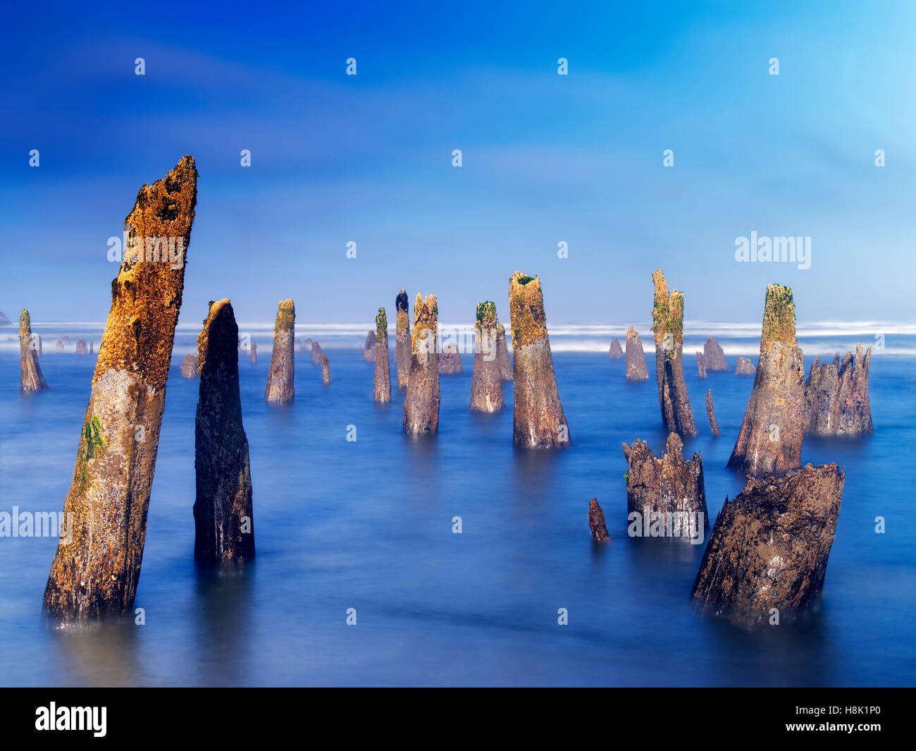 The Ghost Forest at an extreme minus tide.and fog. Neskowin, Oregon Stock Photo
