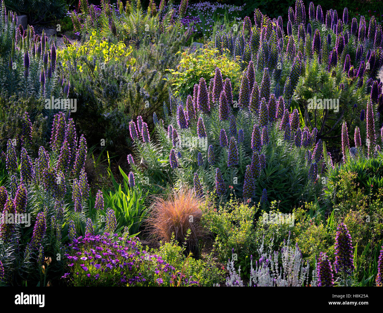 Pride of Madera flowers at Carmel Mission, California Stock Photo