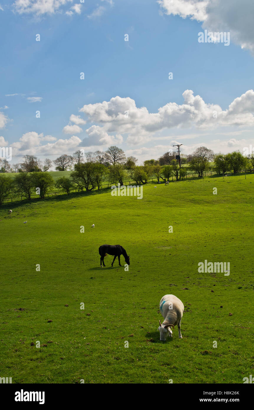 A single horse and a sheep in a green field in summer grazing Stock Photo
