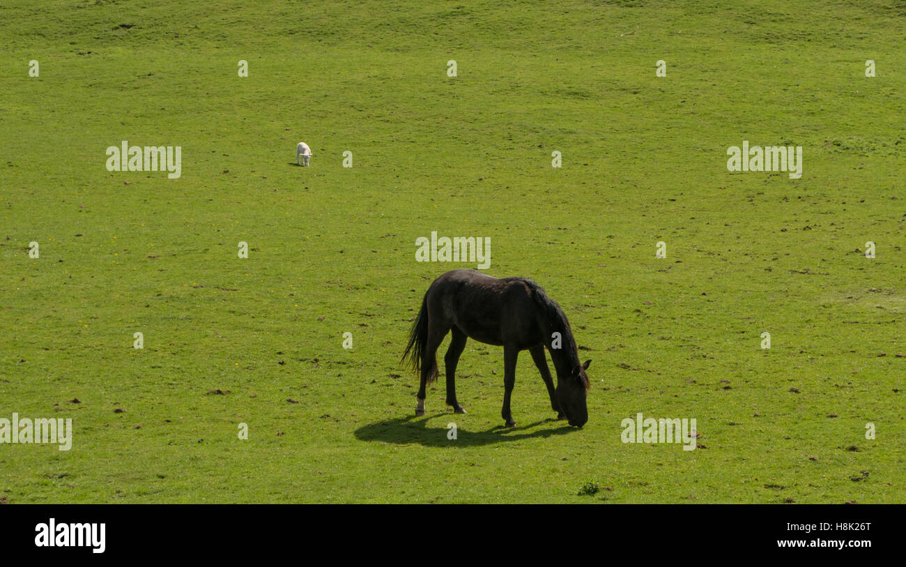 A single horse and a sheep in a green field in summer grazing Stock Photo