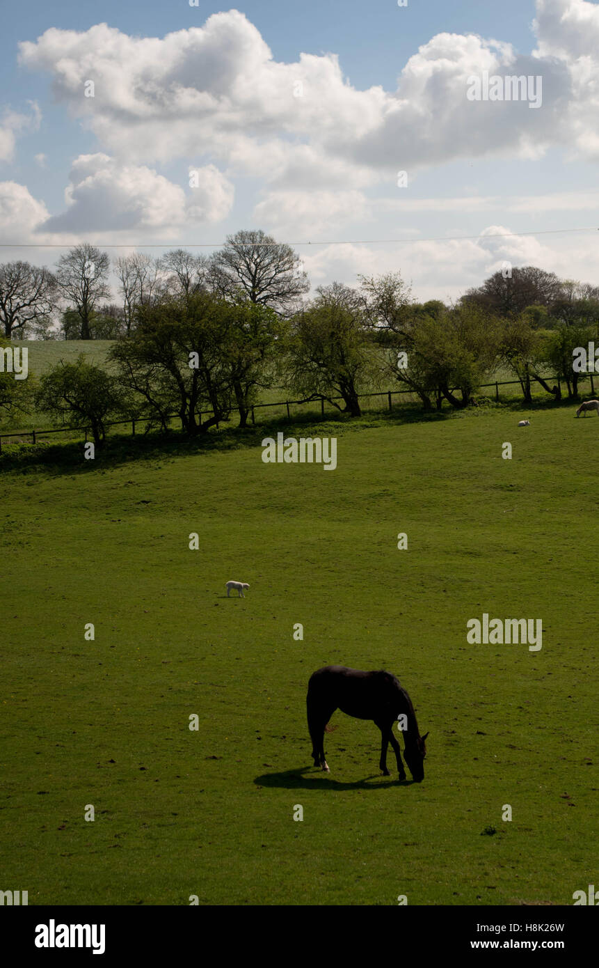 A single horse and a sheep in a green field in summer grazing Stock Photo