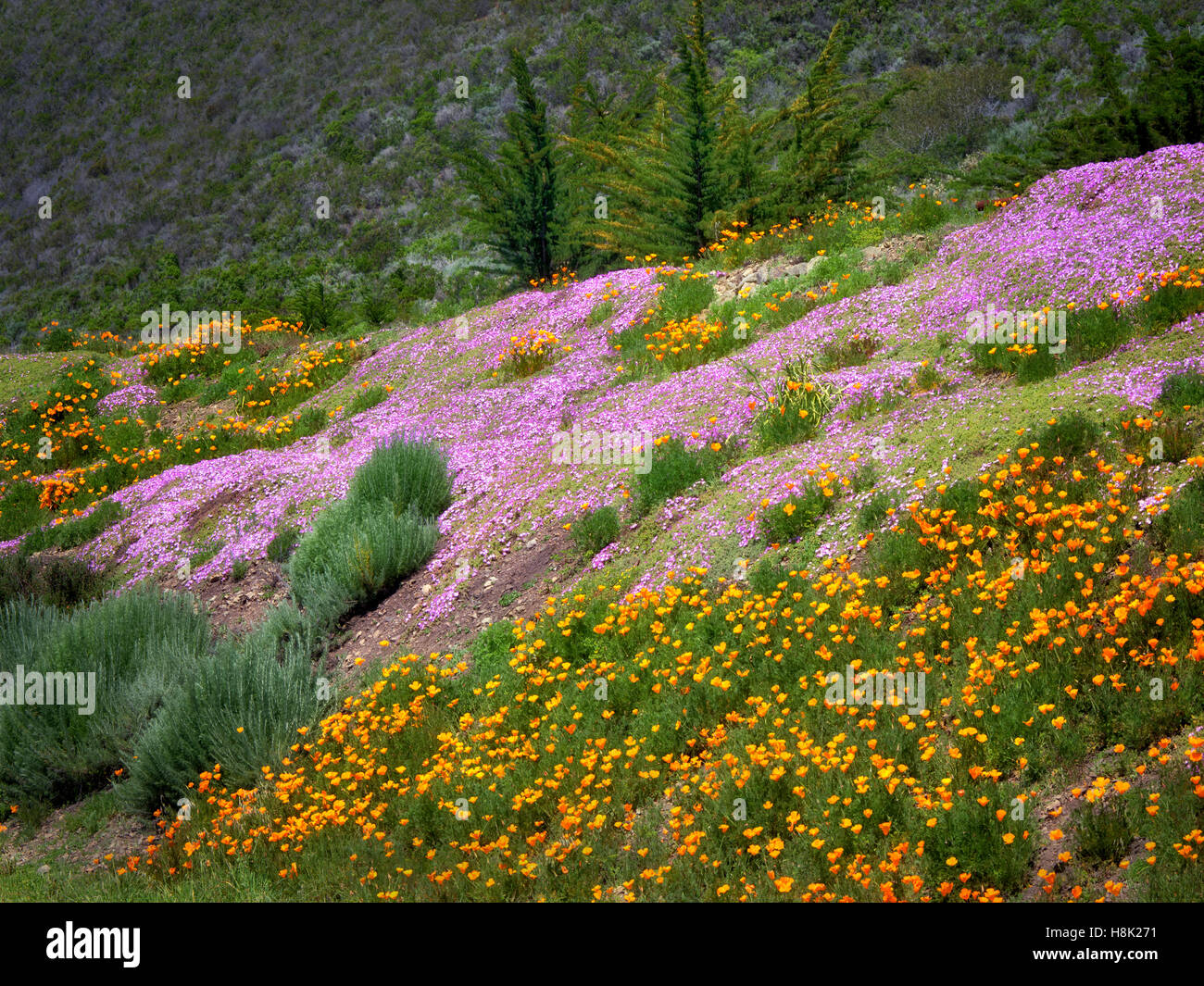 Poppies and ground cover. Big Sur Coast, California Stock Photo