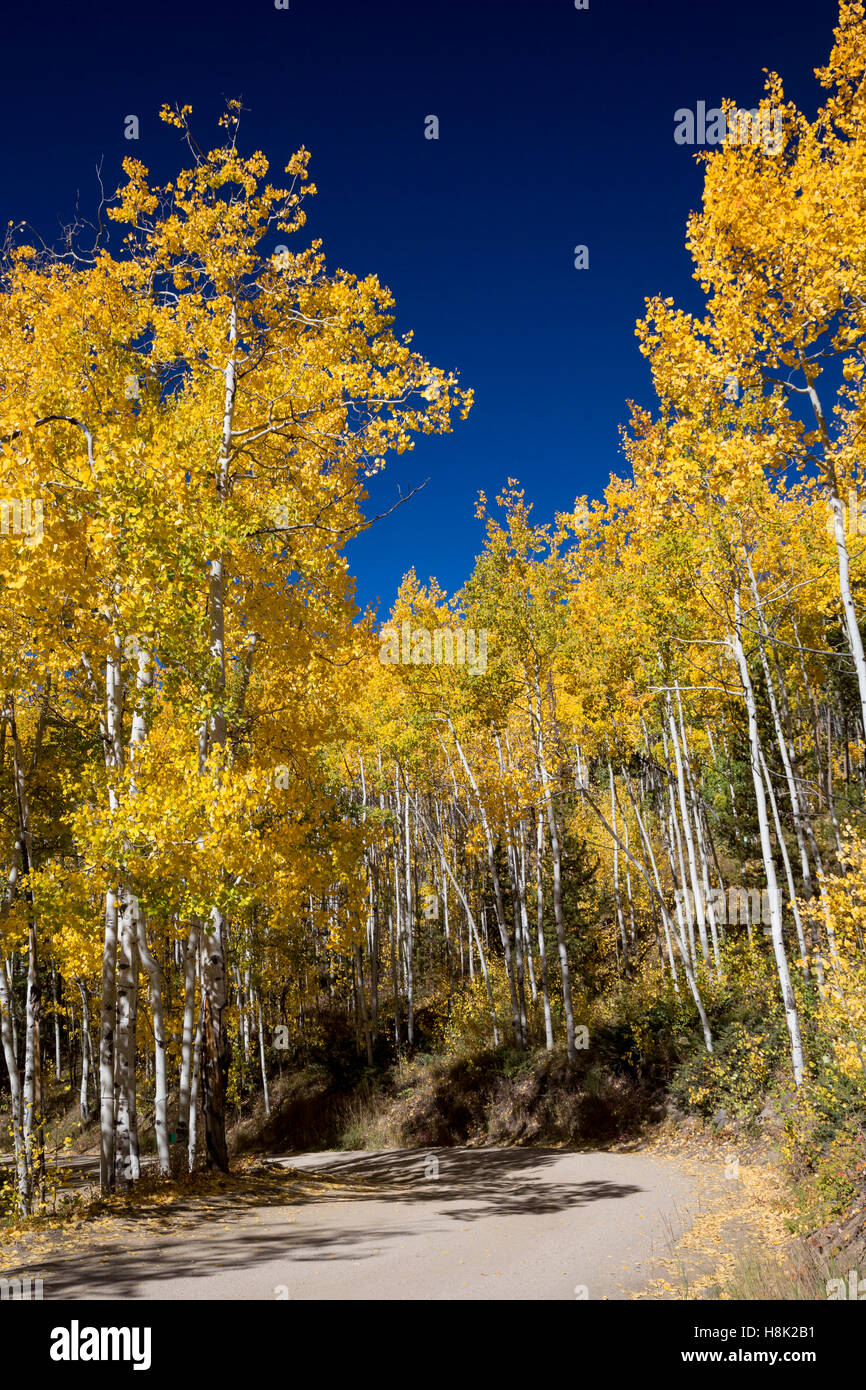 Tabernash, Colorado - Fall colors along a dirt road in the Rocky Mountains. Stock Photo