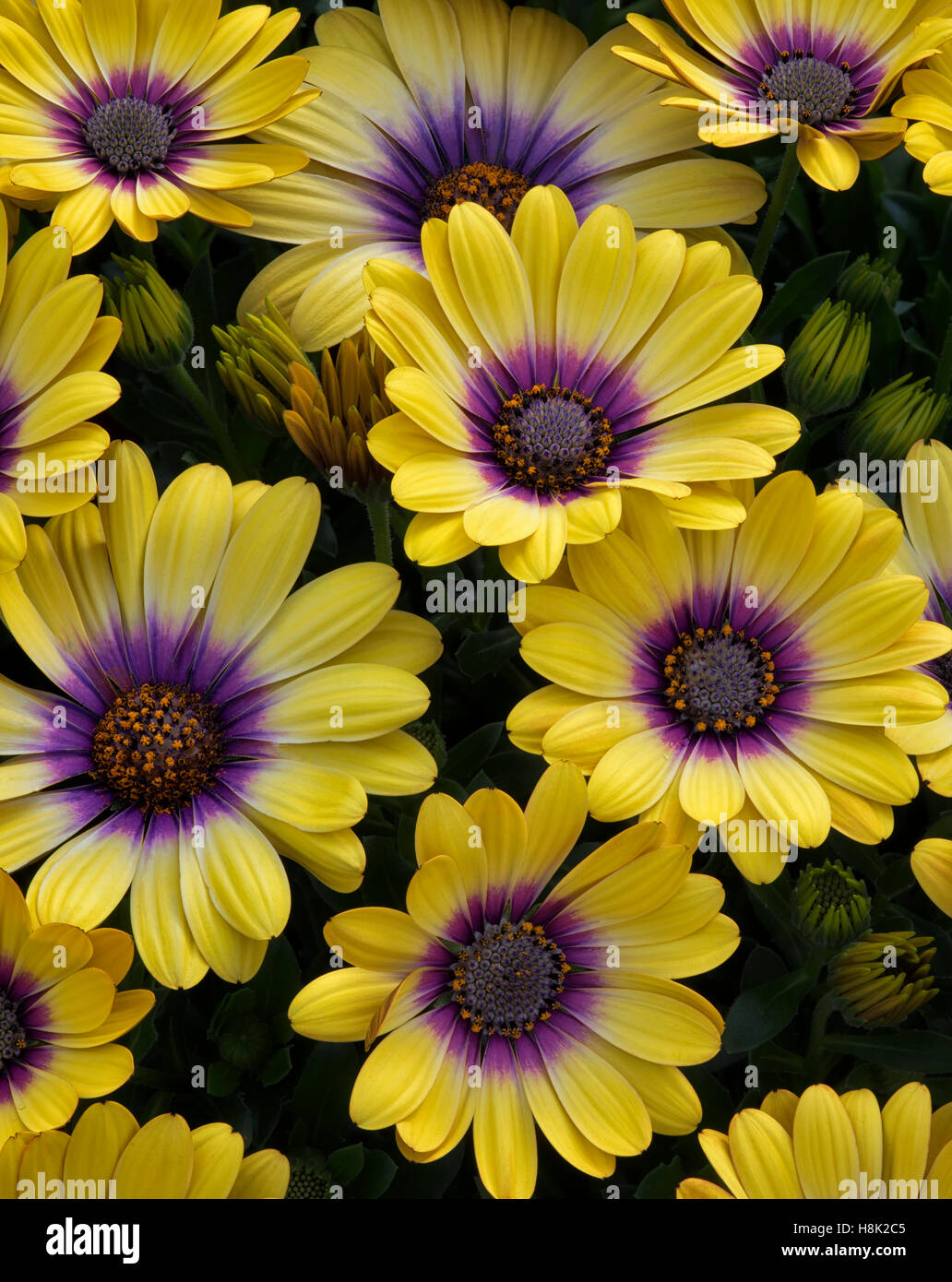 Close up of Blue-eyed Beauty (Osteospermum) Stock Photo