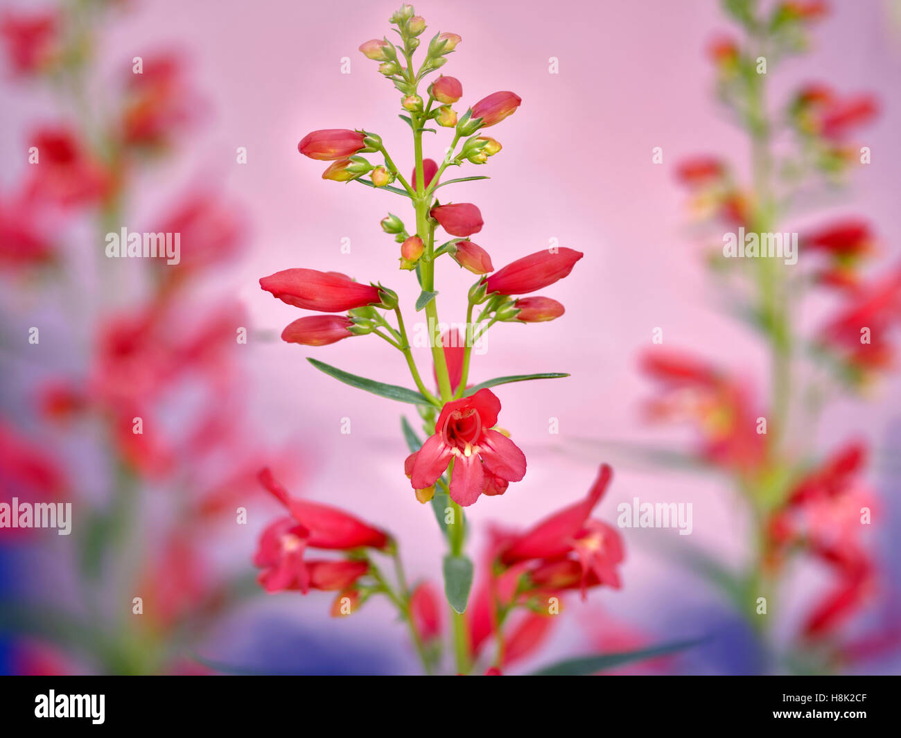 Close up of Penstemon Red Riding Hood. Oregon Stock Photo