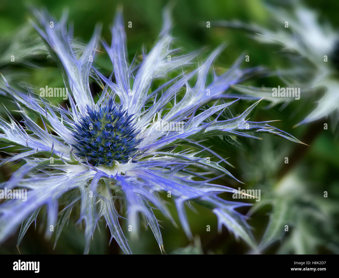 Close up of Eryngium, Big Blue. Oregon Stock Photo