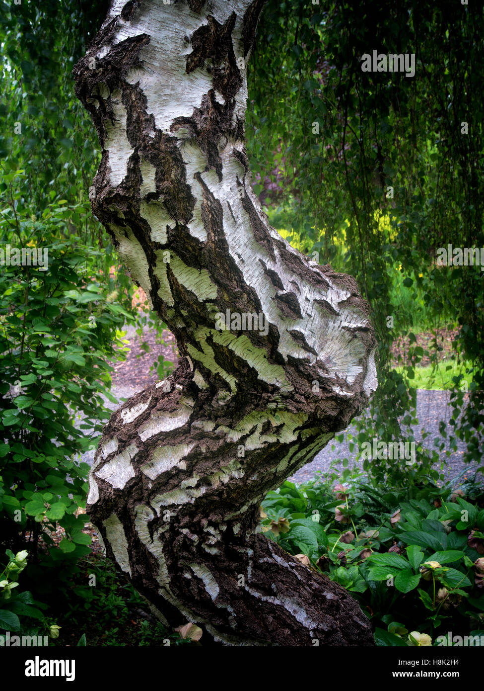 Alder tree trunk. Oregon Stock Photo