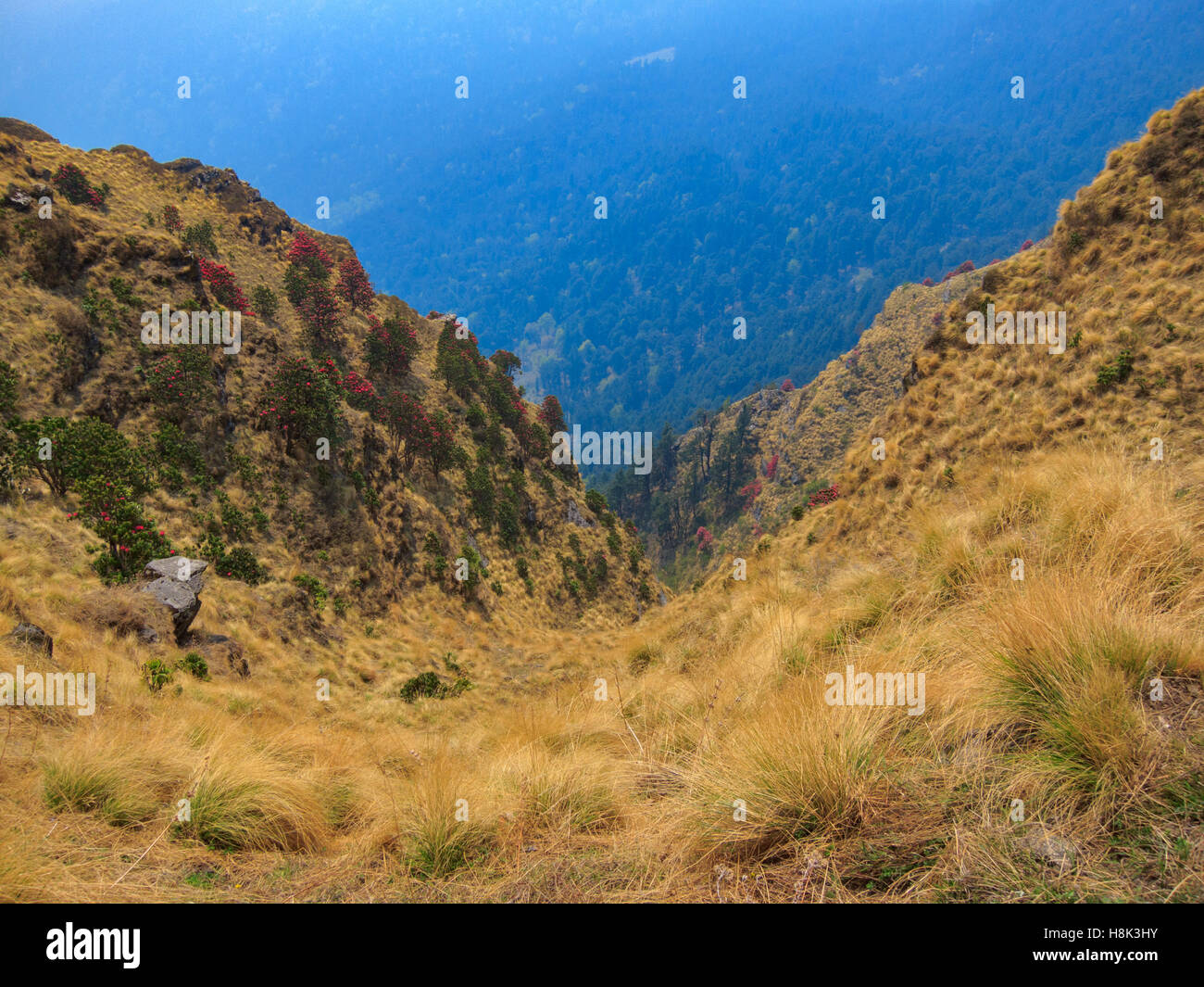 Breathtaking View of Kuari Pass Trekking Trail (India) Stock Photo