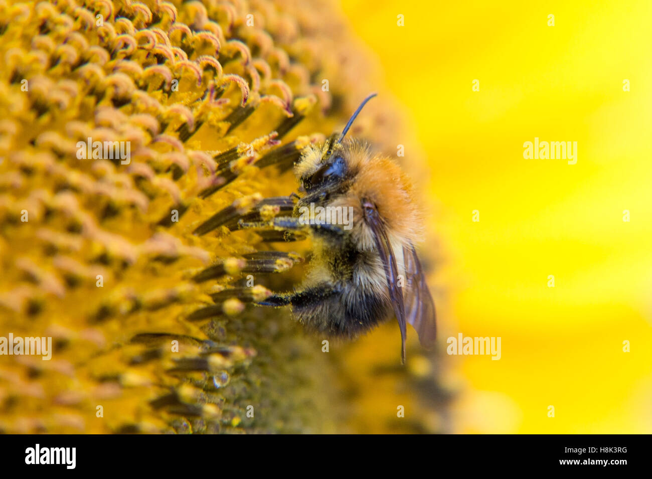 Close up of summer bee collecting honey from sunflower Stock Photo - Alamy