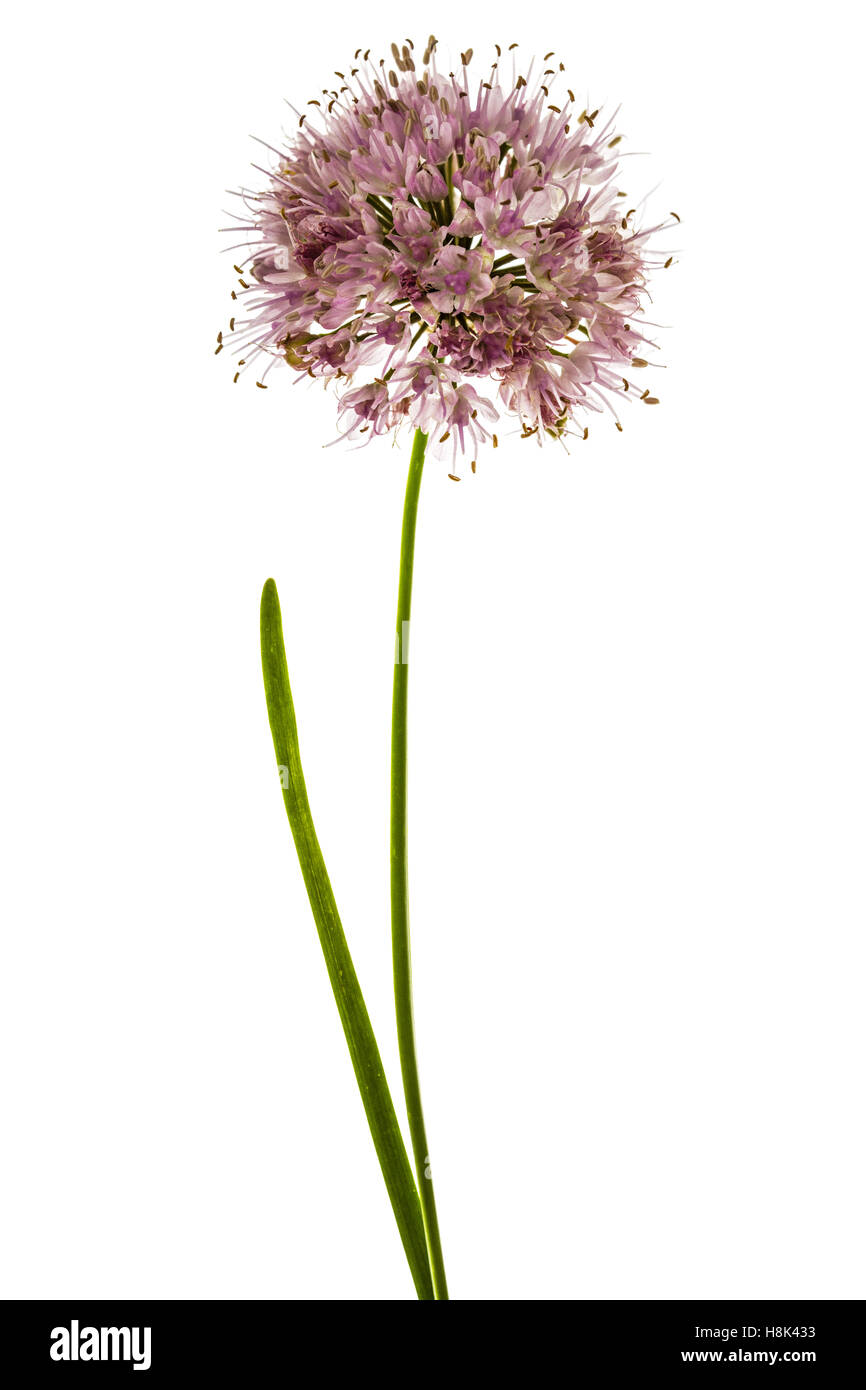 Inflorescence  of decorative onion, ornamental allium flowers,  isolated on white background Stock Photo