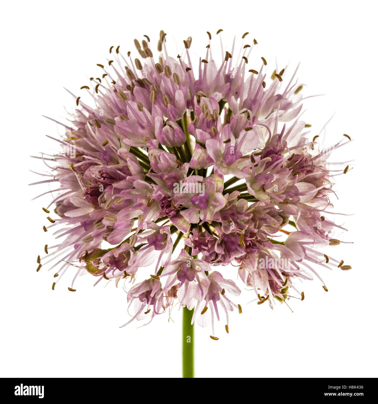 Inflorescence  of decorative onion, ornamental allium flowers,  isolated on white background Stock Photo