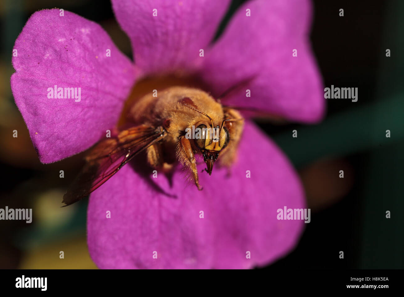 Varipuncta Hi res Stock Photography And Images Alamy varipuncta-hi-res-stock-photography-and-images-alamy