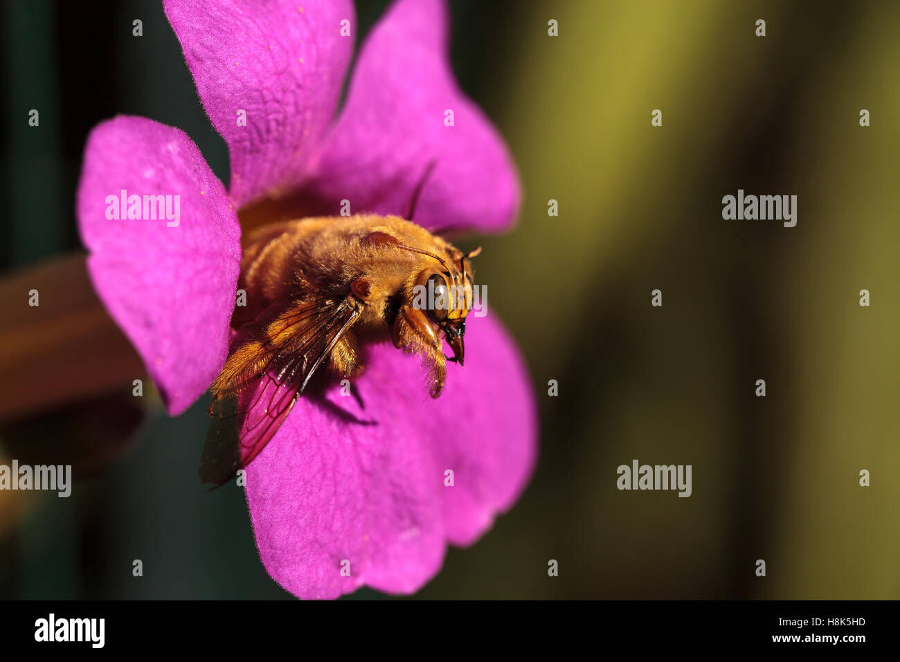 Valley Carpenter Bee Hi res Stock Photography And Images Alamy valley-carpenter-bee-hi-res-stock-photography-and-images-alamy