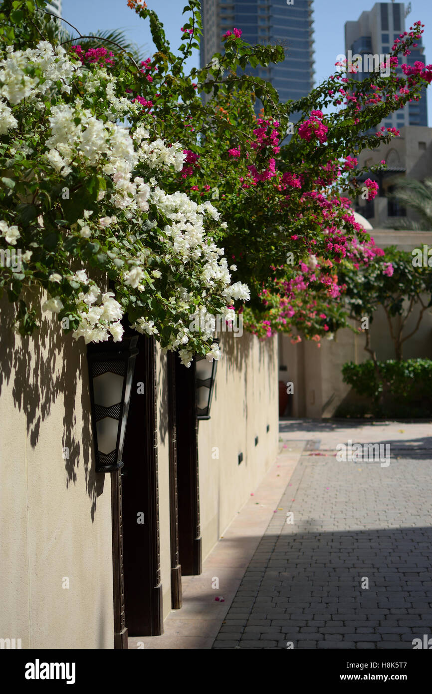 Flowers growing in Dubai souk Stock Photo Alamy