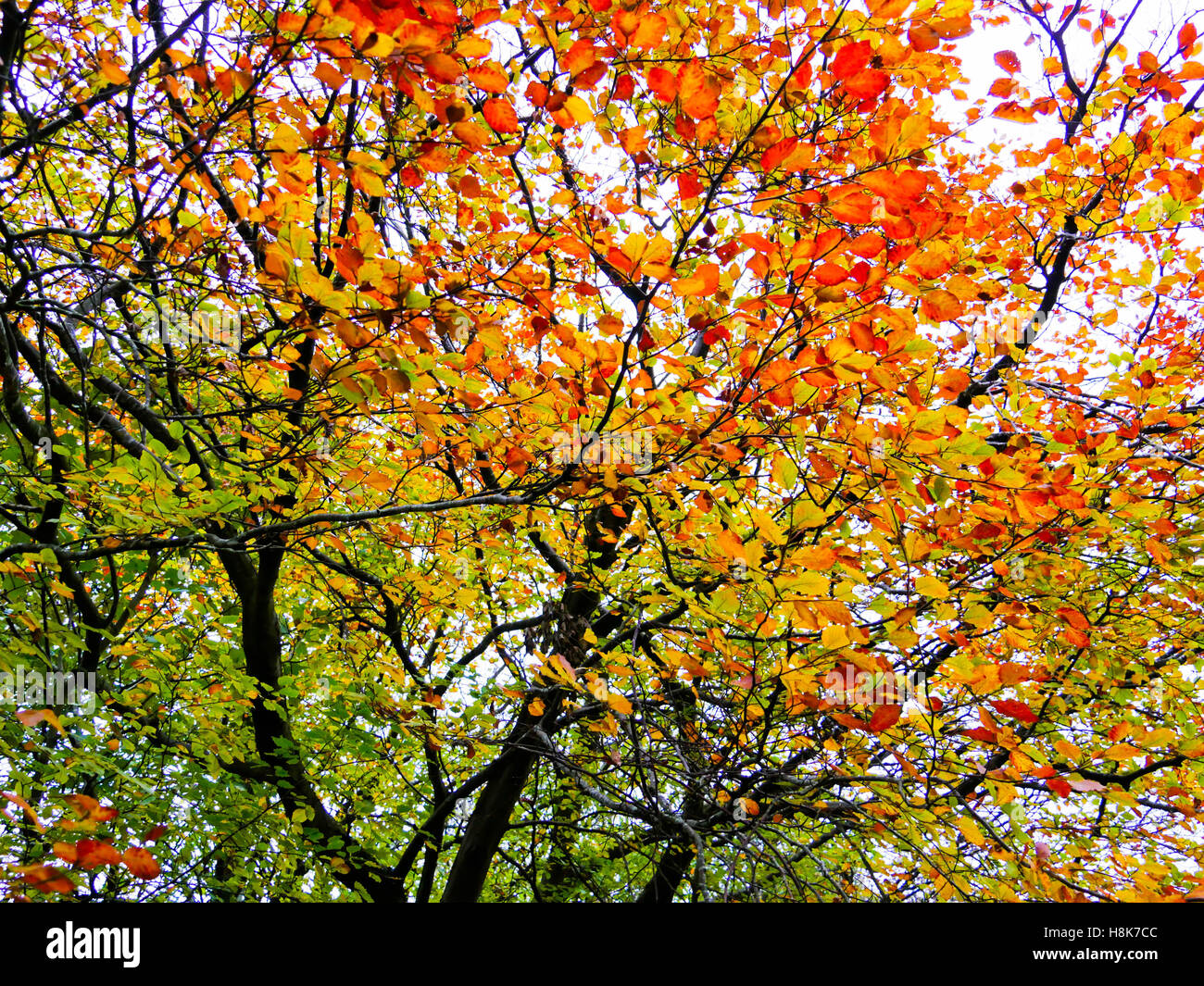 Autumnal time in Pollok Park Stock Photo