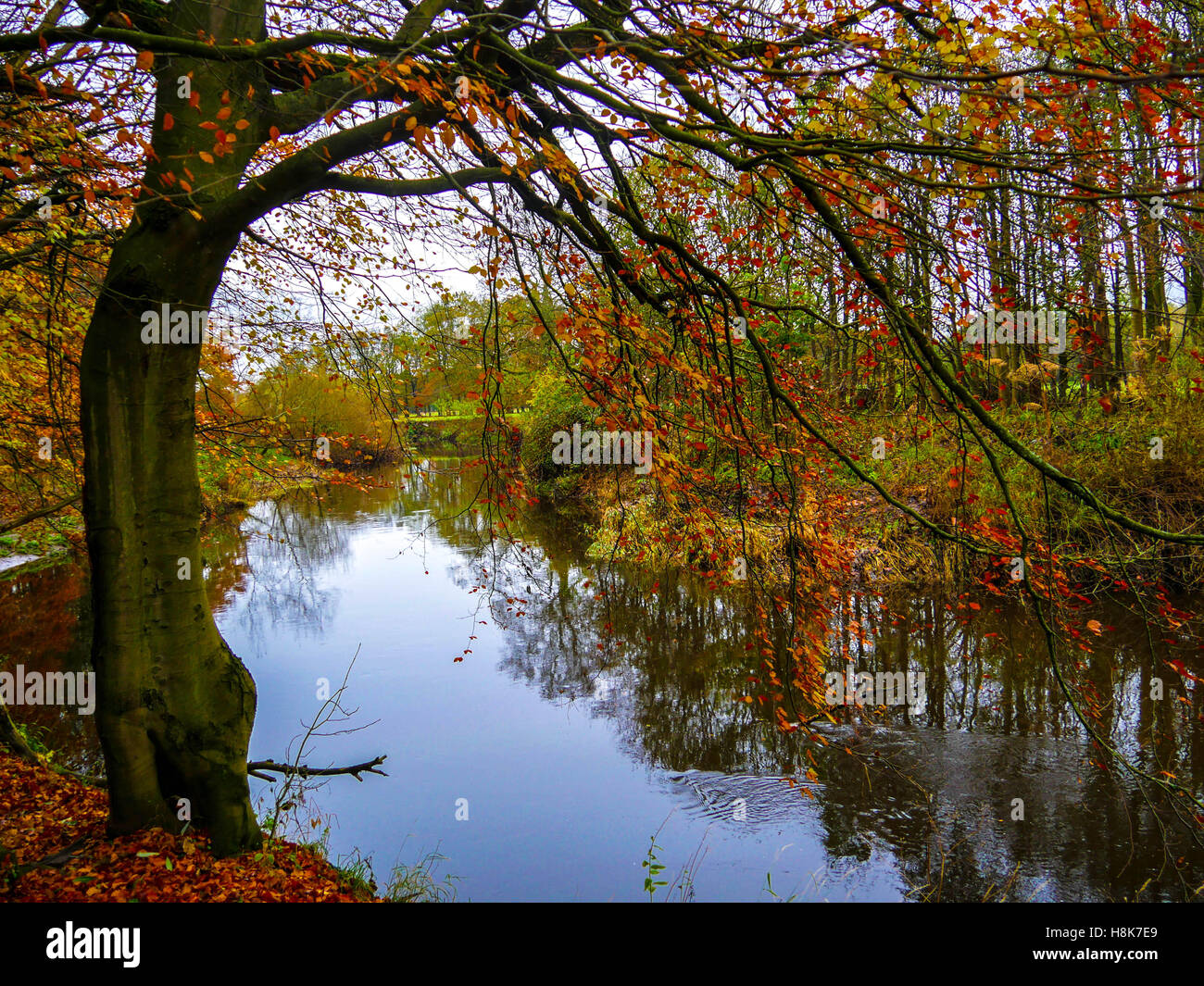 A tree hangs over a river running through Pollok Park in Glasgow, Scotland Stock Photo