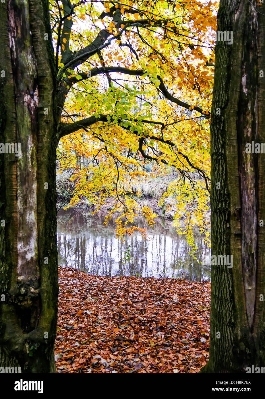 A view between trees of a river running through Pollok Park, Glasgow, Scotland Stock Photo