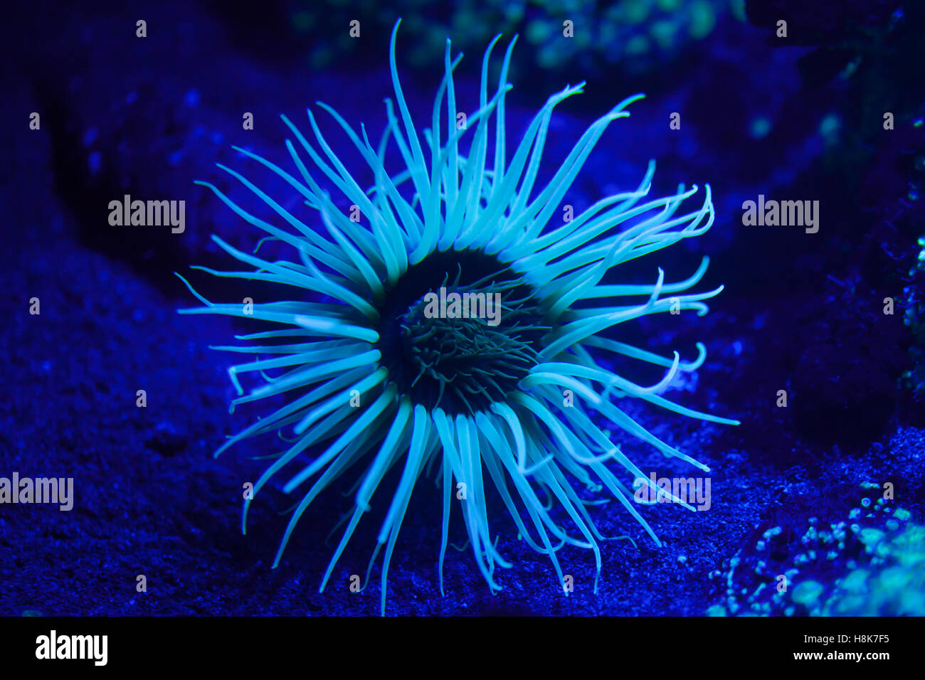 Cylinder anemone (Cerianthus membranaceus), also known as the coloured tube anemone. Stock Photo