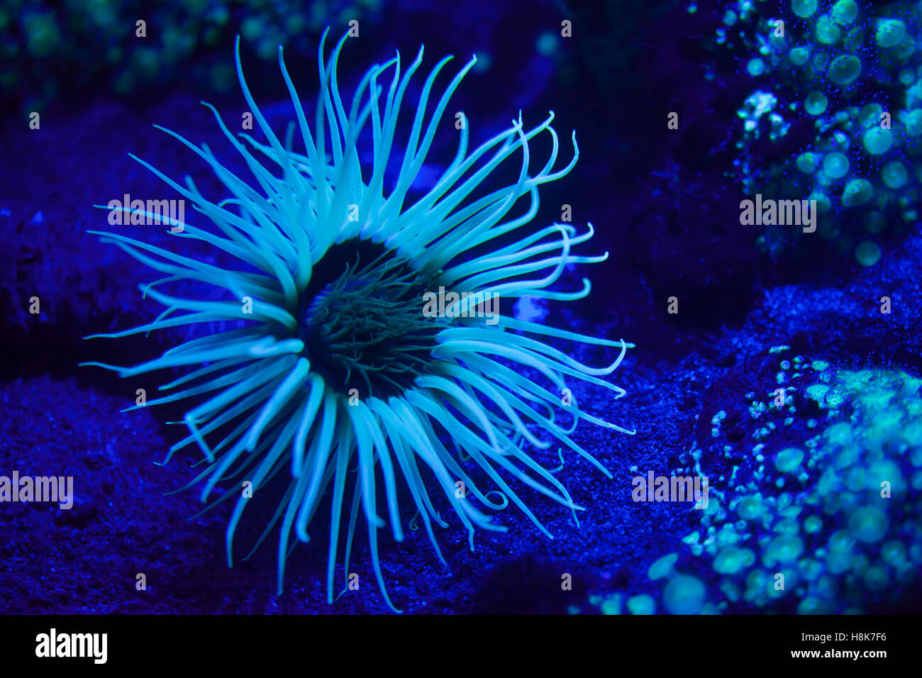 Cylinder anemone (Cerianthus membranaceus), also known as the coloured tube anemone. Stock Photo