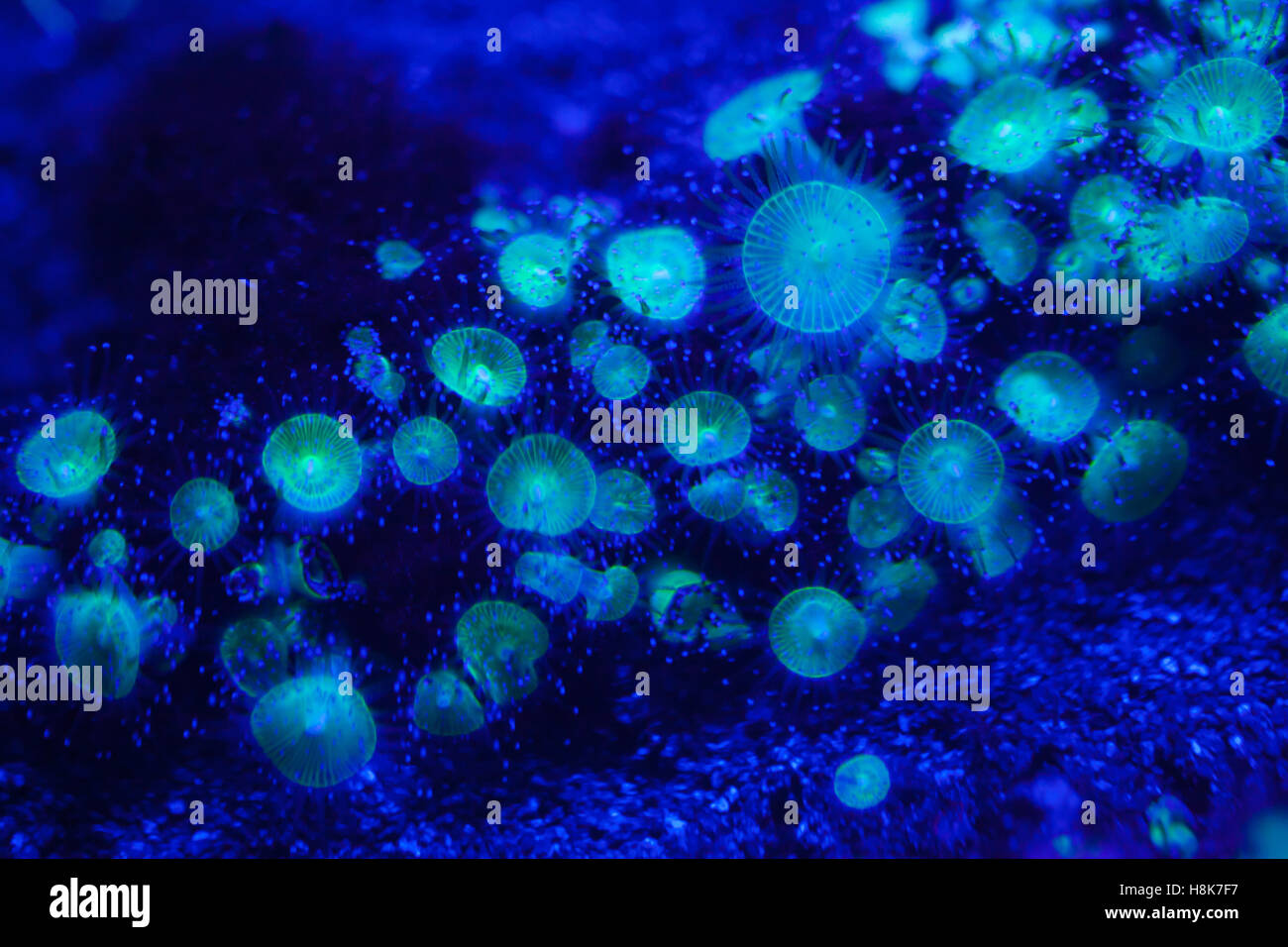 Jewel anemone (Corynactis viridis). Stock Photo