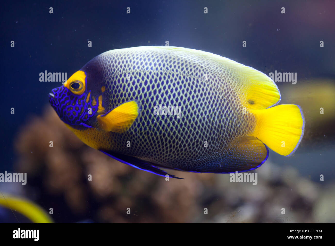 Yellow-faced angelfish (Pomacanthus xanthometopon), also known as the blue-faced angelfish. Stock Photo