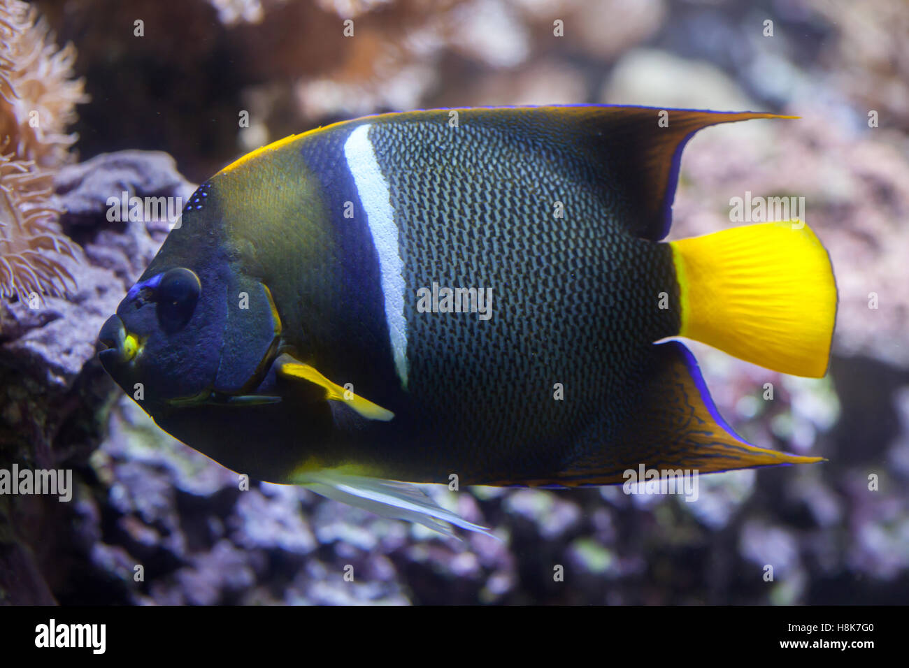 King angelfish (Holacanthus passer), also known as the passer angelfish. Stock Photo