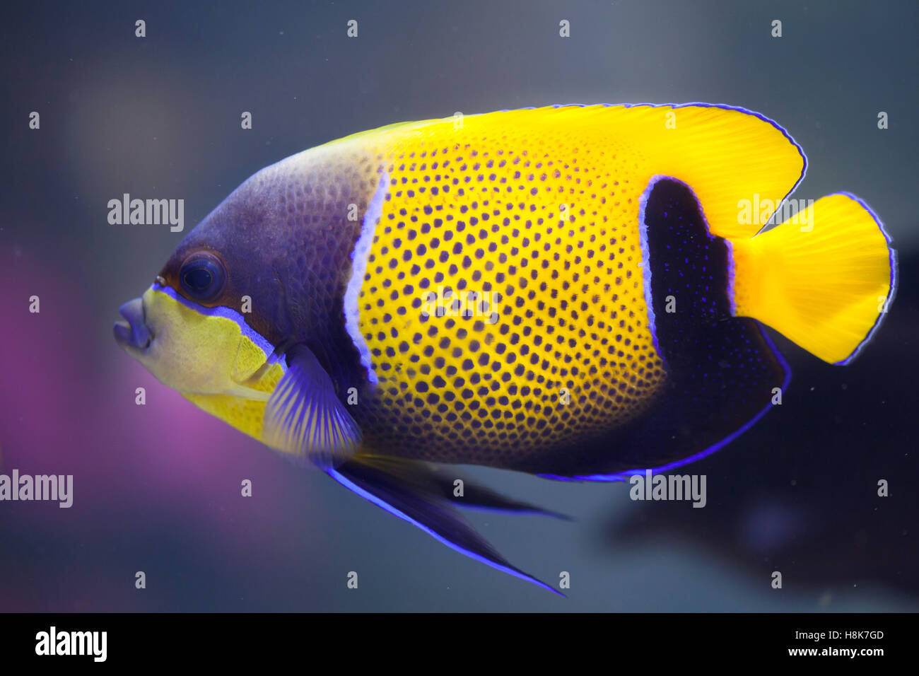 Blue-girdled angelfish (Pomacanthus navarchus), also known as the majestic angelfish. Stock Photo