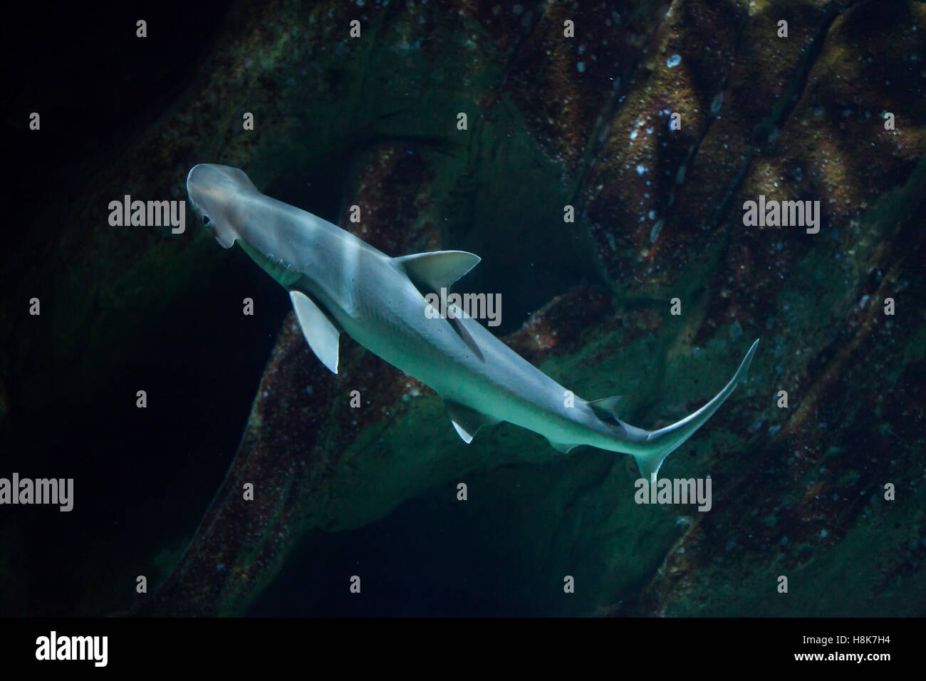 Bonnethead shark (Sphyrna tiburo), also known as the shovelhead shark. Stock Photo