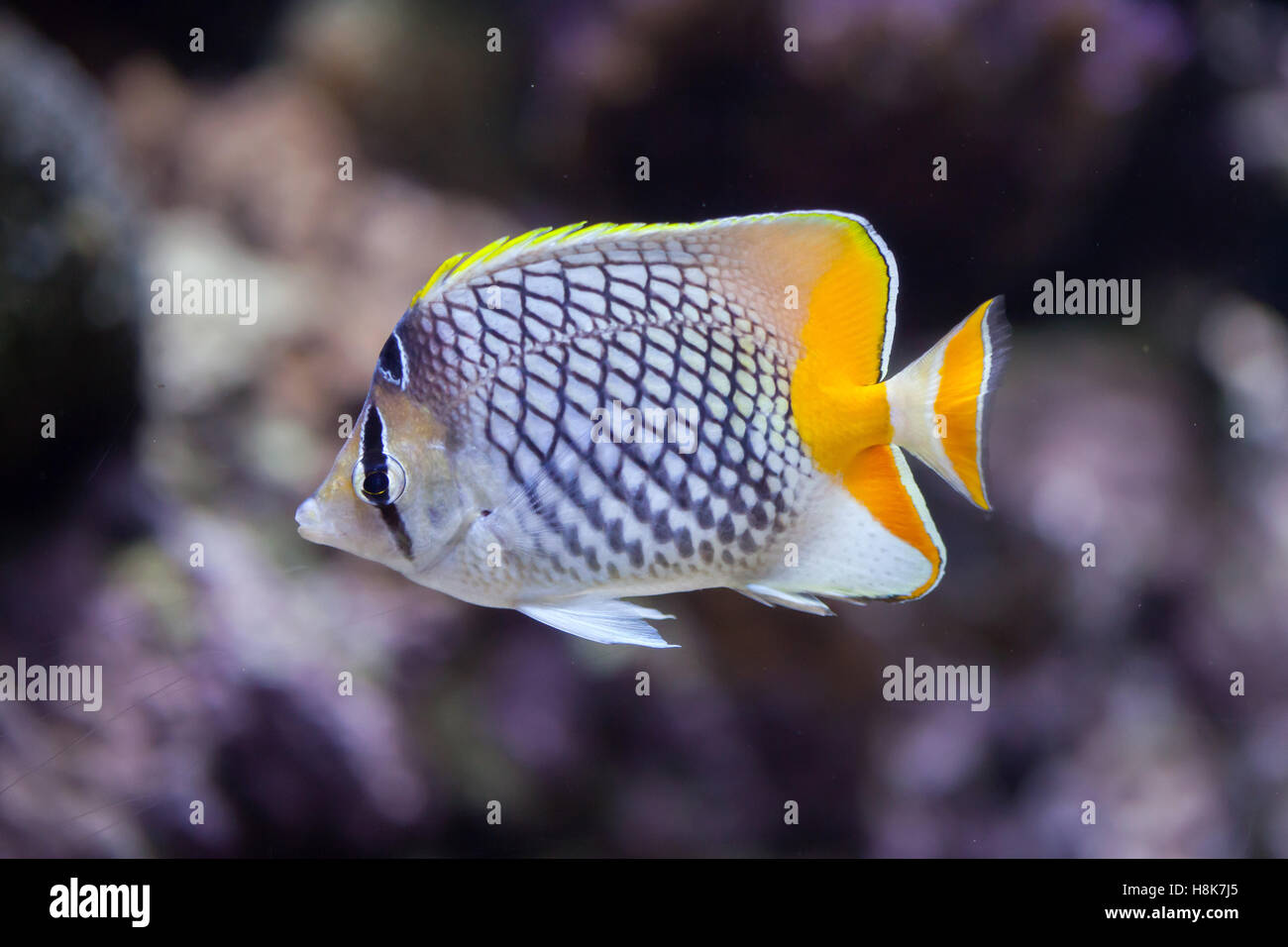 Pearlscale butterflyfish (Chaetodon xanthurus), also known as the Philippines chevron butterflyfish. Stock Photo
