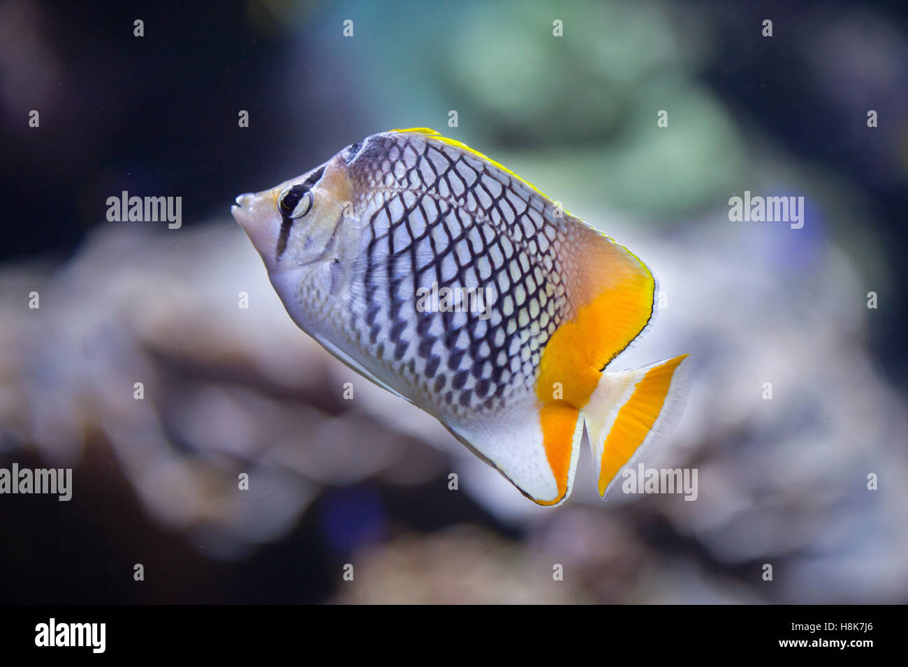 Pearlscale butterflyfish (Chaetodon xanthurus), also known as the Philippines chevron butterflyfish. Stock Photo