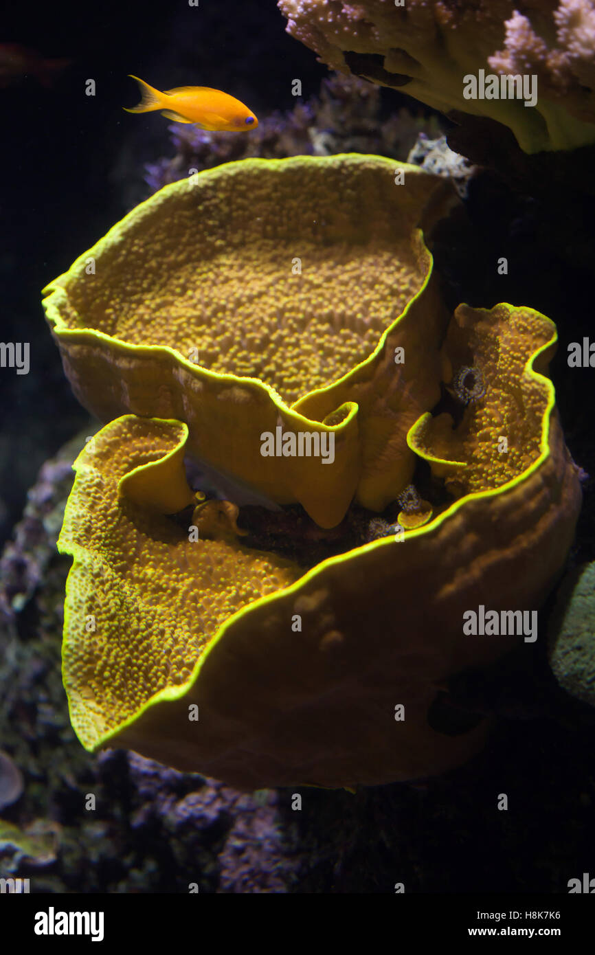 Yellow scroll coral (Turbinaria reniformis), also known as the yellow