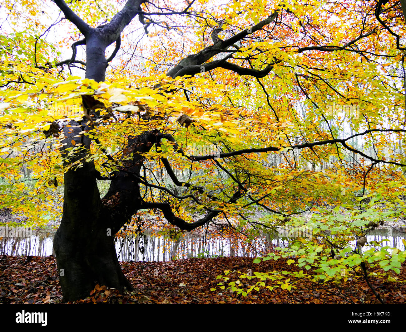 Autumn time in Pollok Park Stock Photo