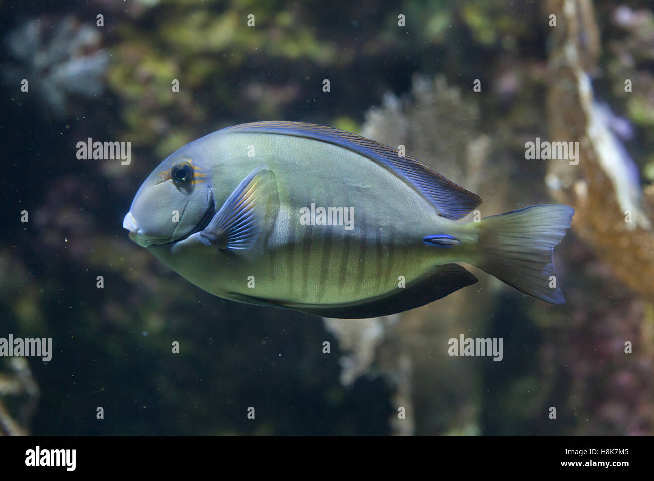 Doctorfish (Acanthurus chirurgus), also known as the doctorfish tang. Stock Photo