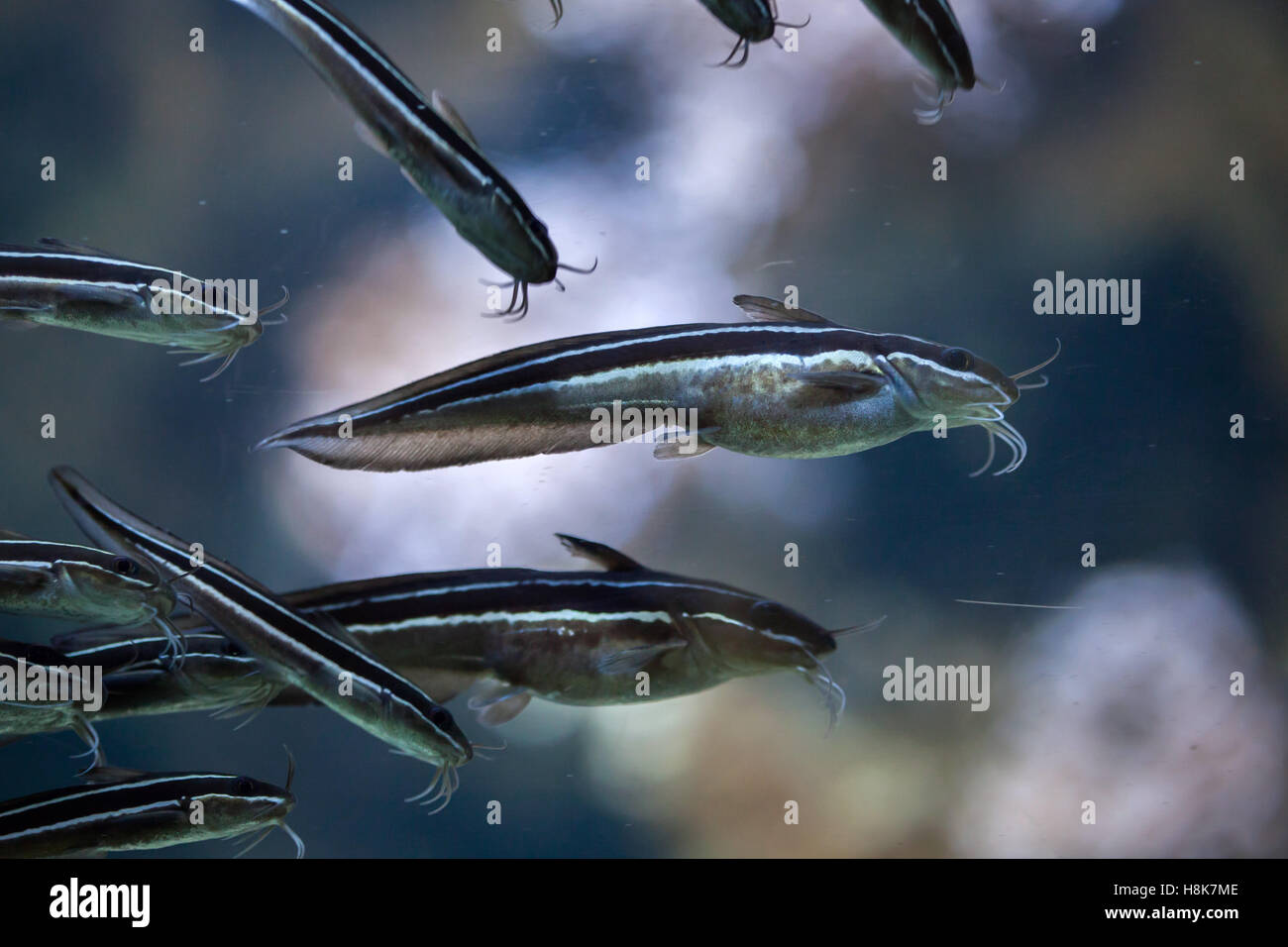 Indo pacific striped eel catfish hi-res stock photography and images ...