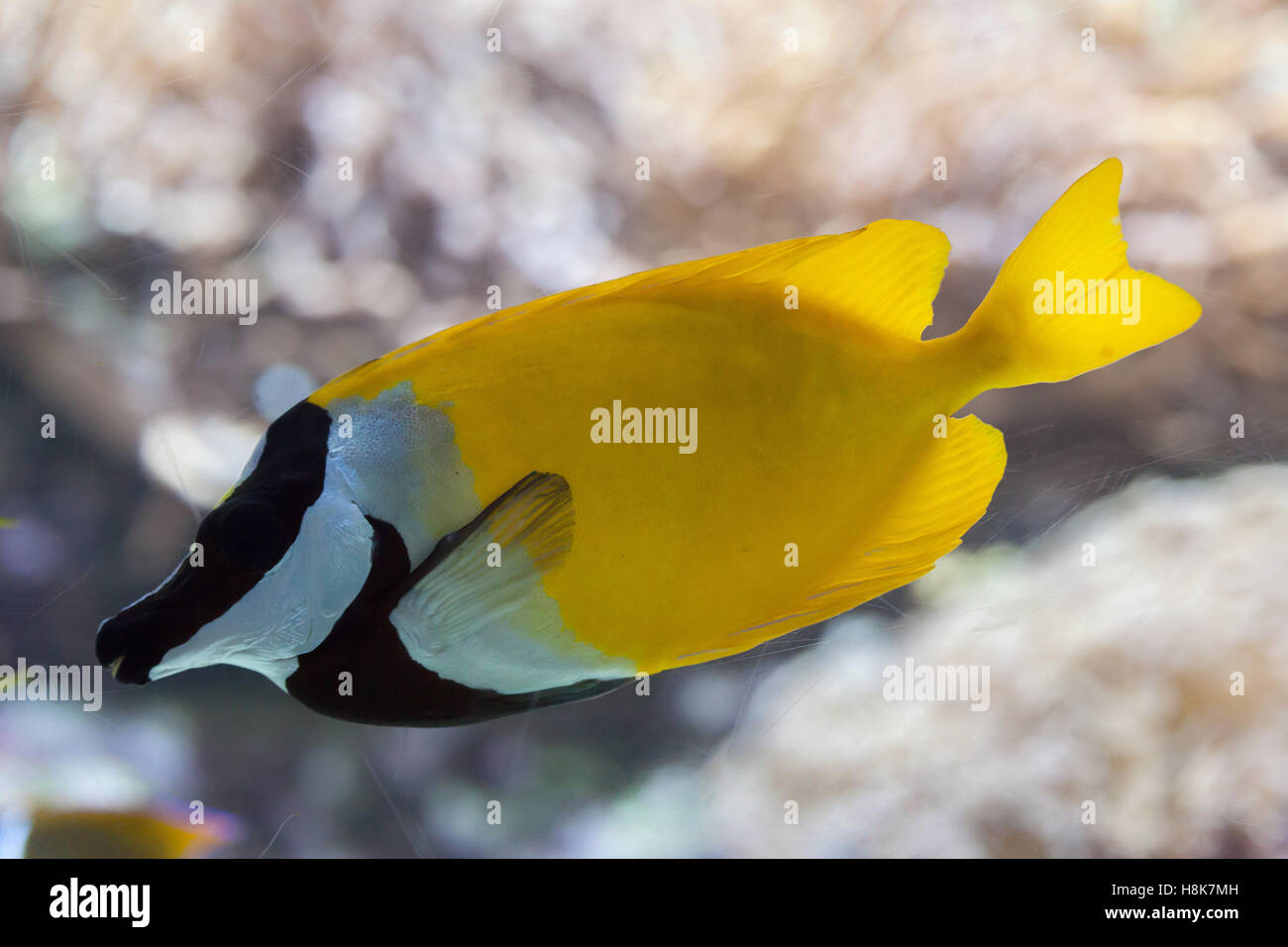 Foxface rabbitfish (Siganus vulpinus). Marine fish. Stock Photo