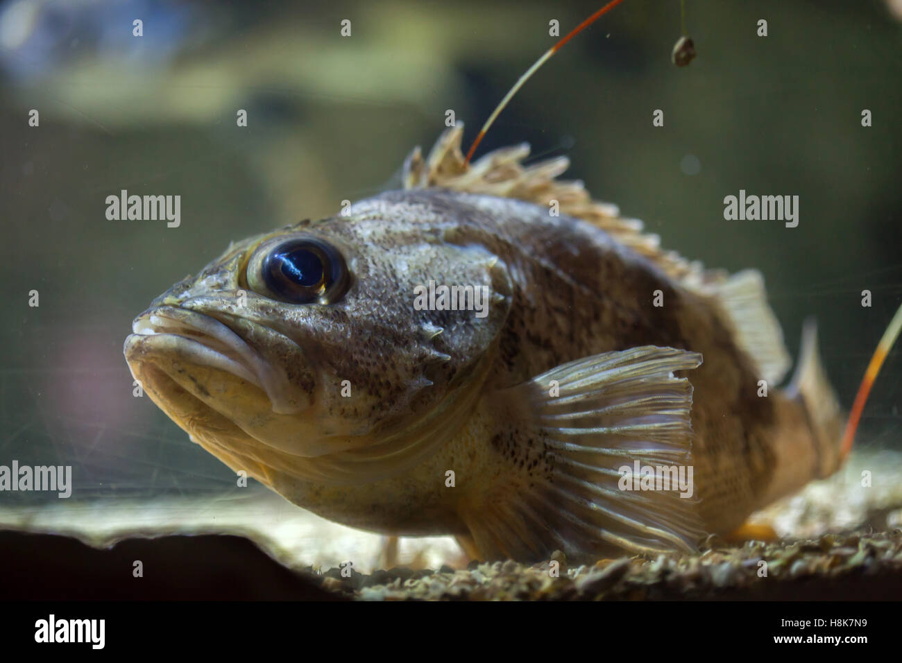 Blackbelly rosefish (Helicolenus dactylopterus), also known as the bluemouth rockfish. Stock Photo
