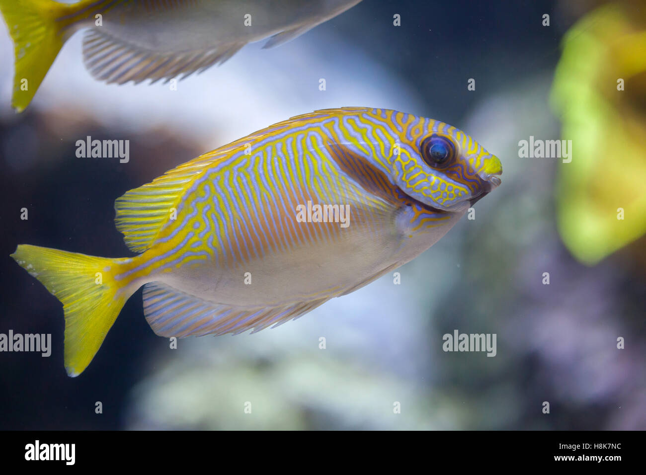 Scribbled rabbitfish (Siganus doliatus), also known as the barred spinefoot. Stock Photo