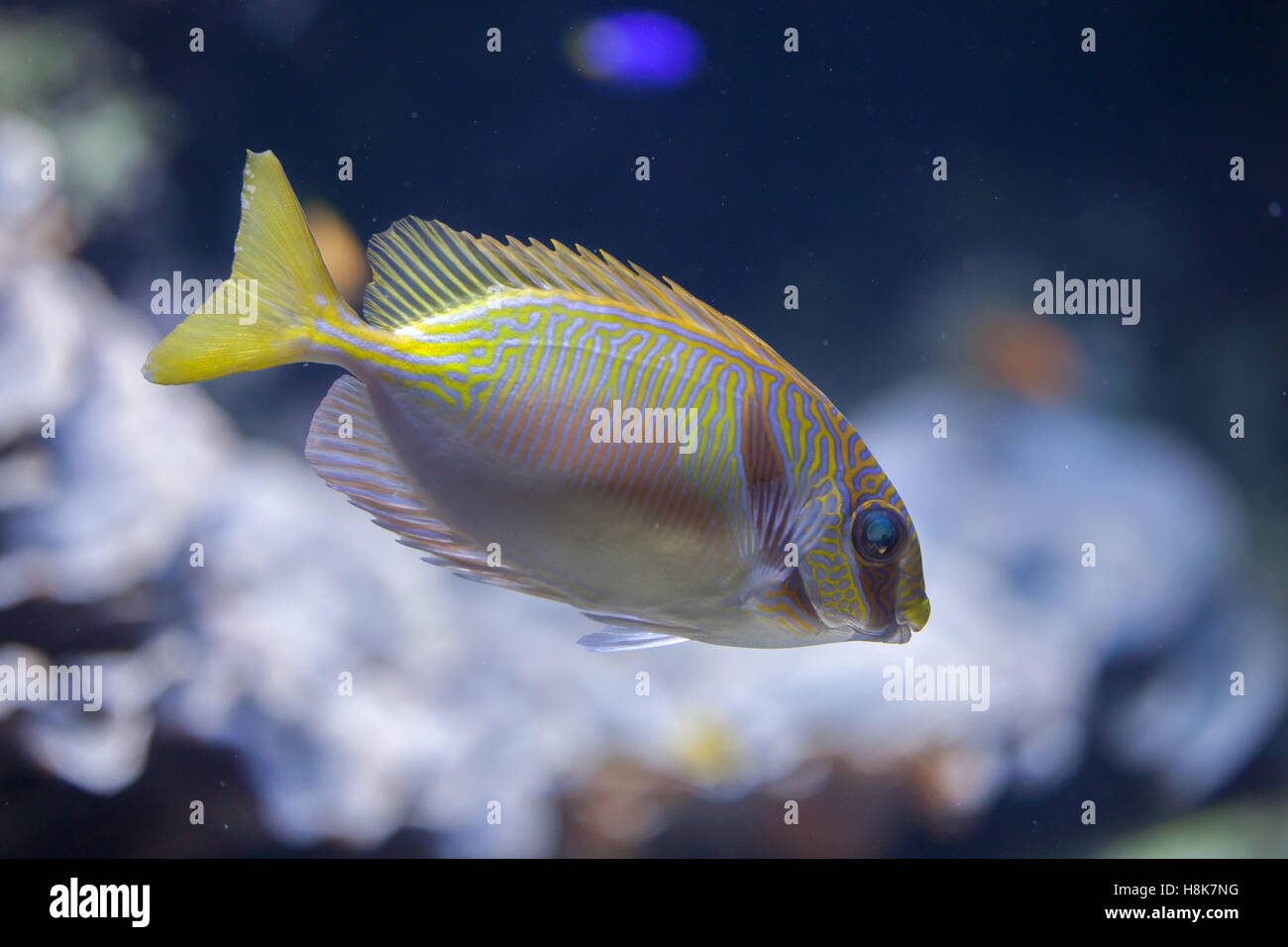 Scribbled rabbitfish (Siganus doliatus), also known as the barred spinefoot. Stock Photo