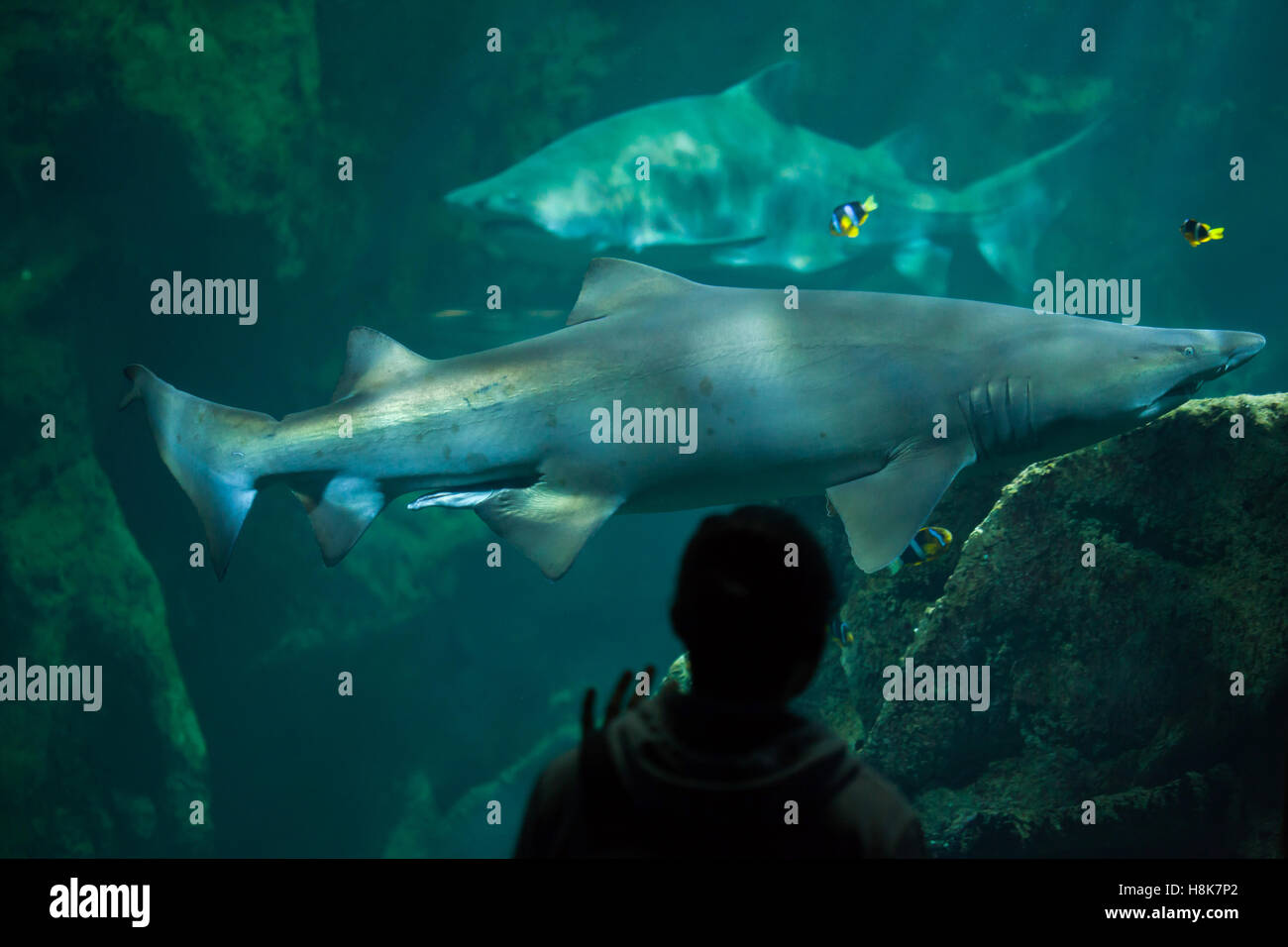 Visitor looks as the sand tiger sharks (Carcharias taurus), also known as the grey nurse sharks, swim in La Rochelle Aquarium, France. Stock Photo